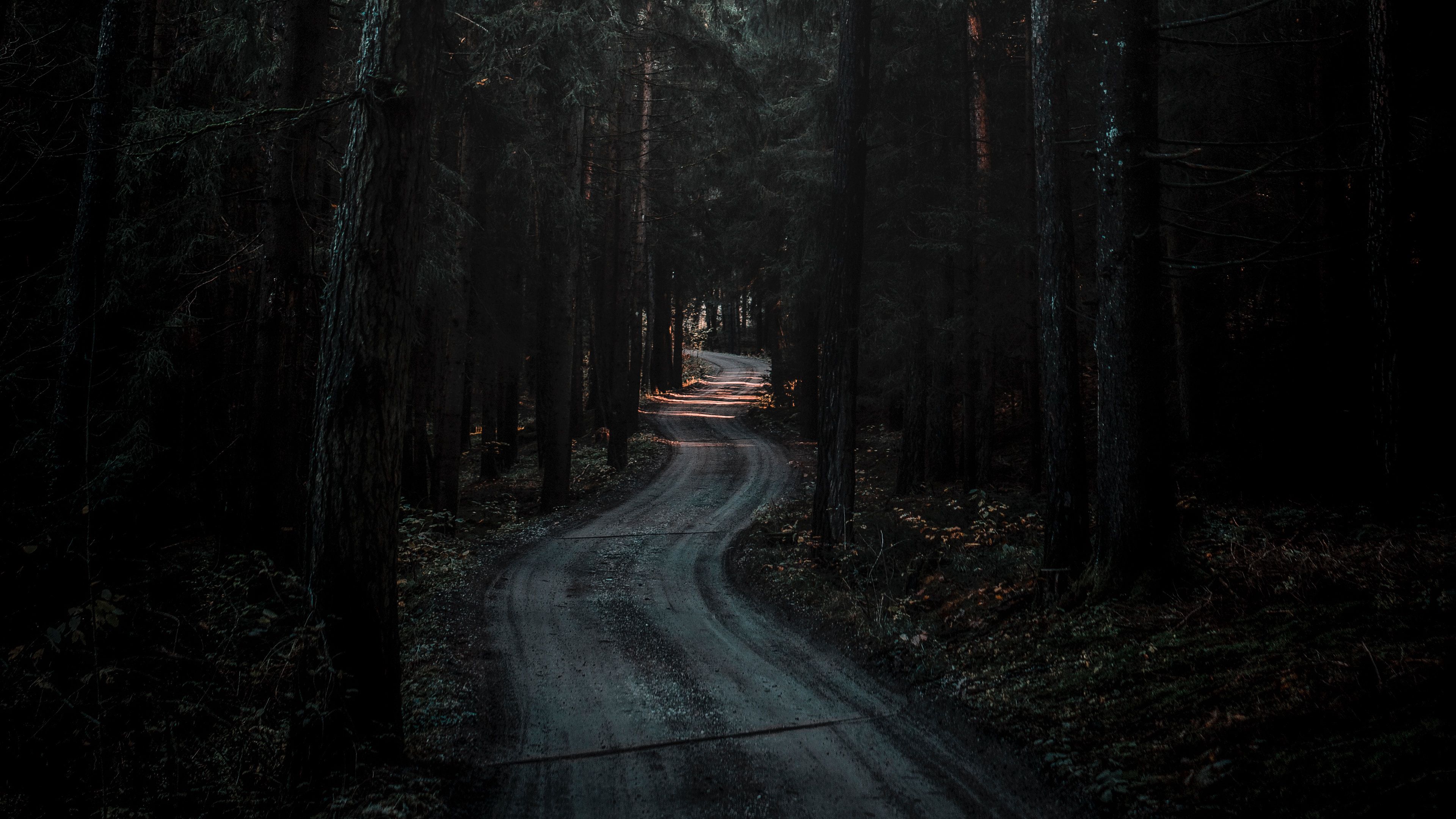 forest, road, winding, dark, nature, 4k, HD Wallpaper