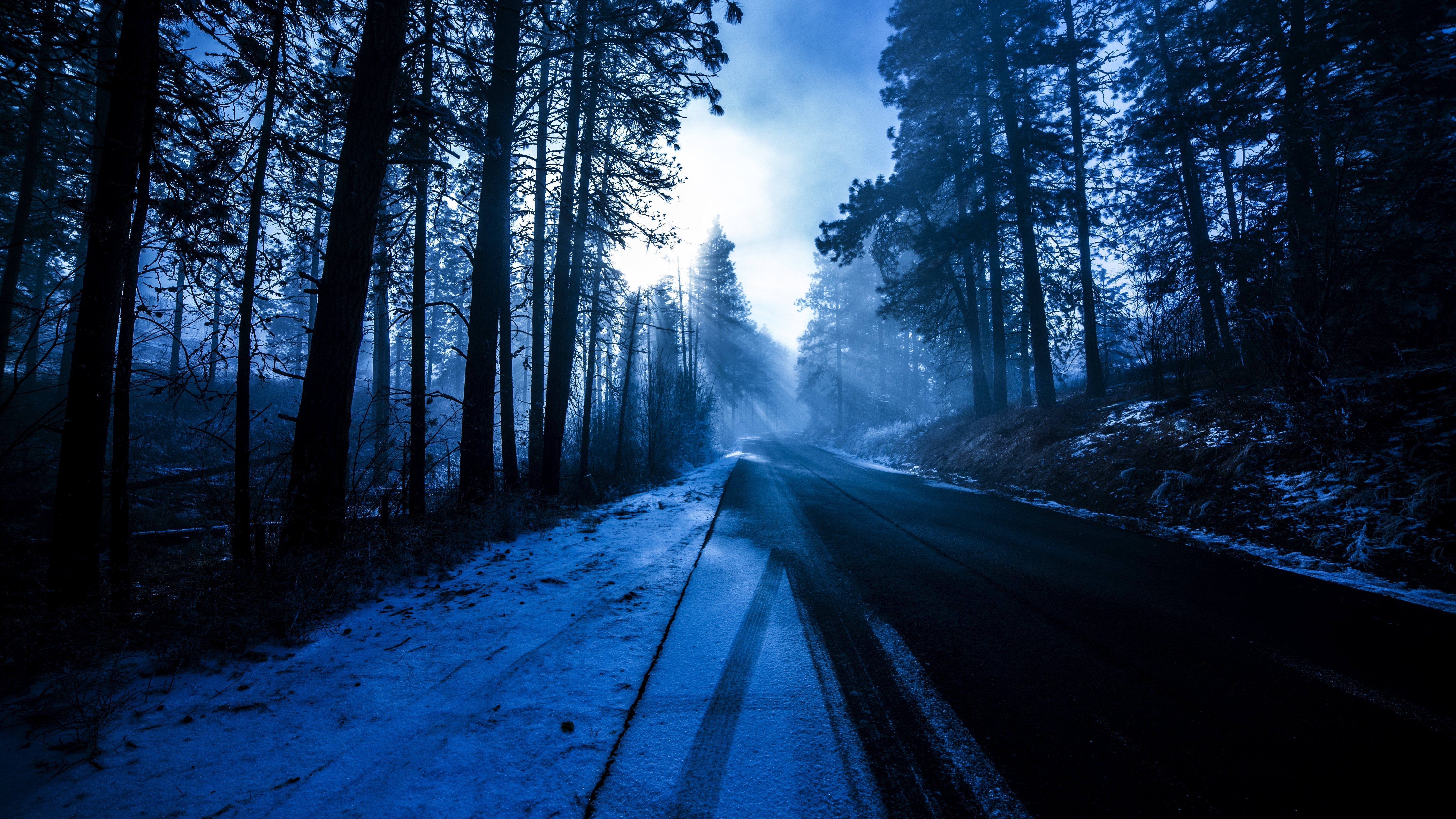 forest, snow, nature, hd, 4k, 5k, evening, HD Wallpaper
