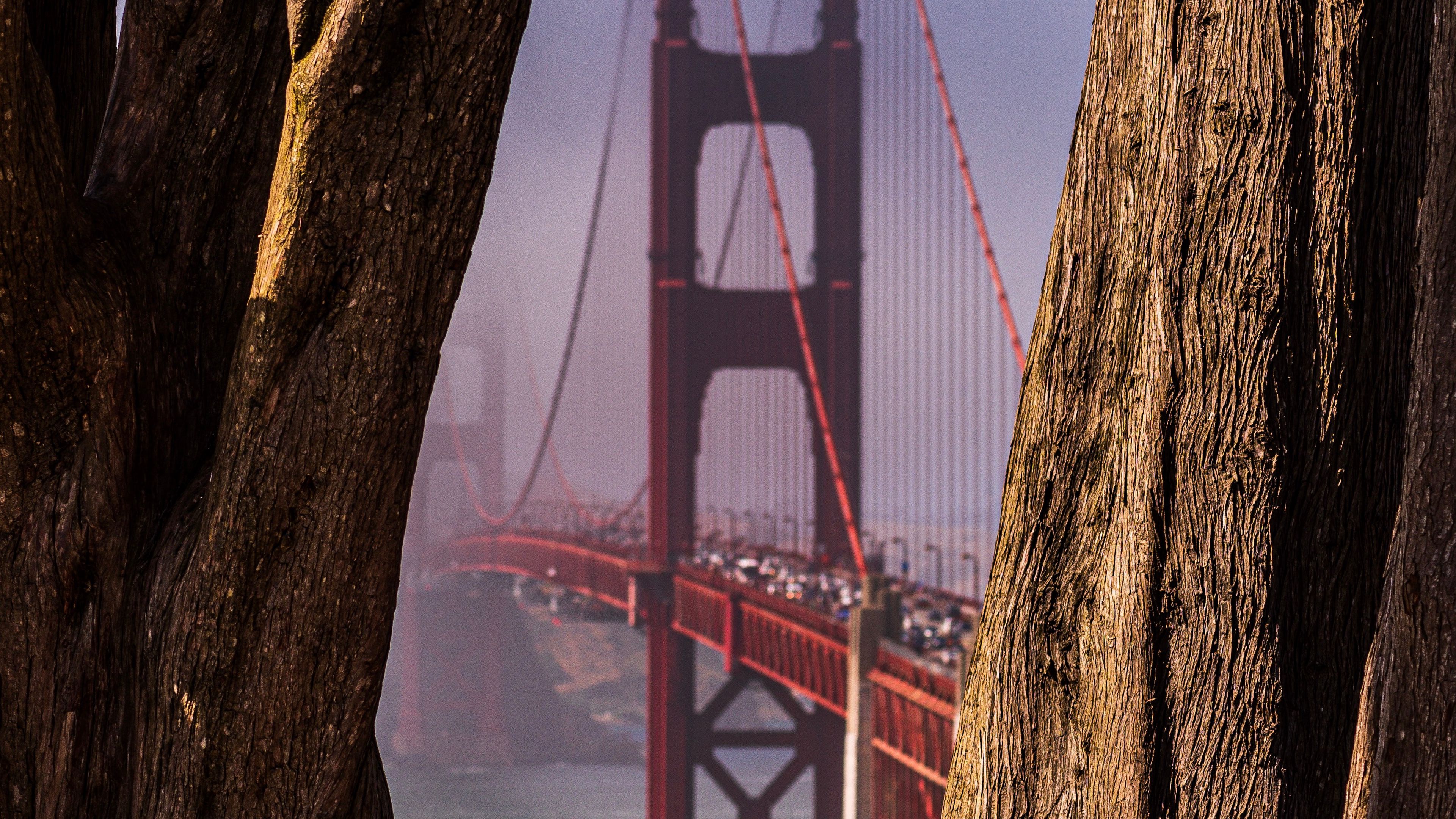 bridge, trees, fog, view, 4k, HD Wallpaper