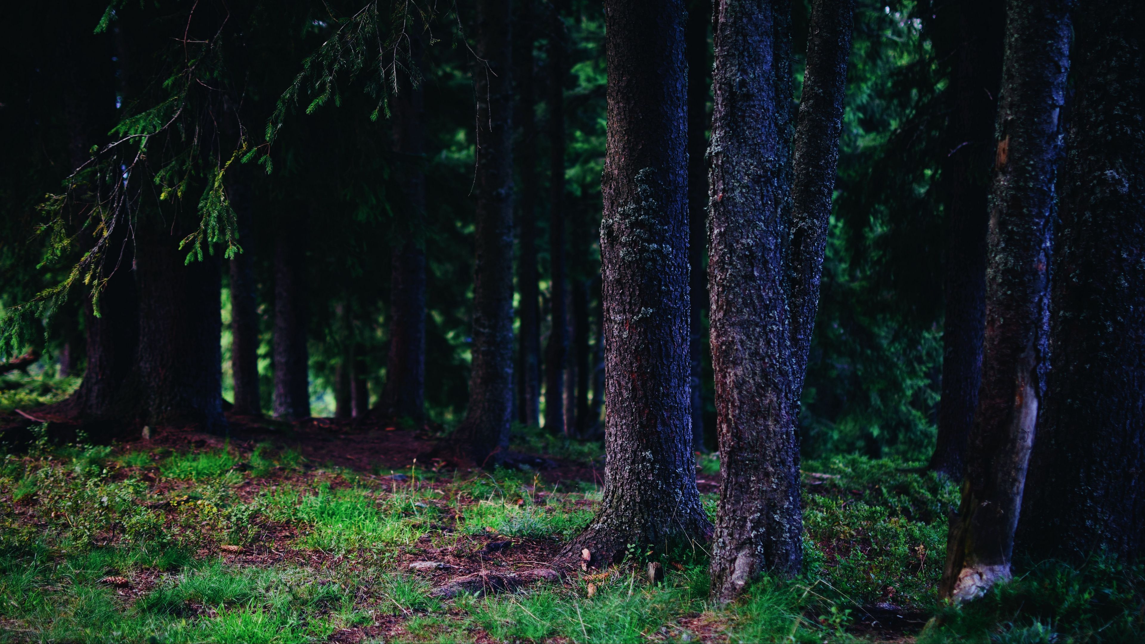 trees, trunks, forest, nature, 4k, HD Wallpaper