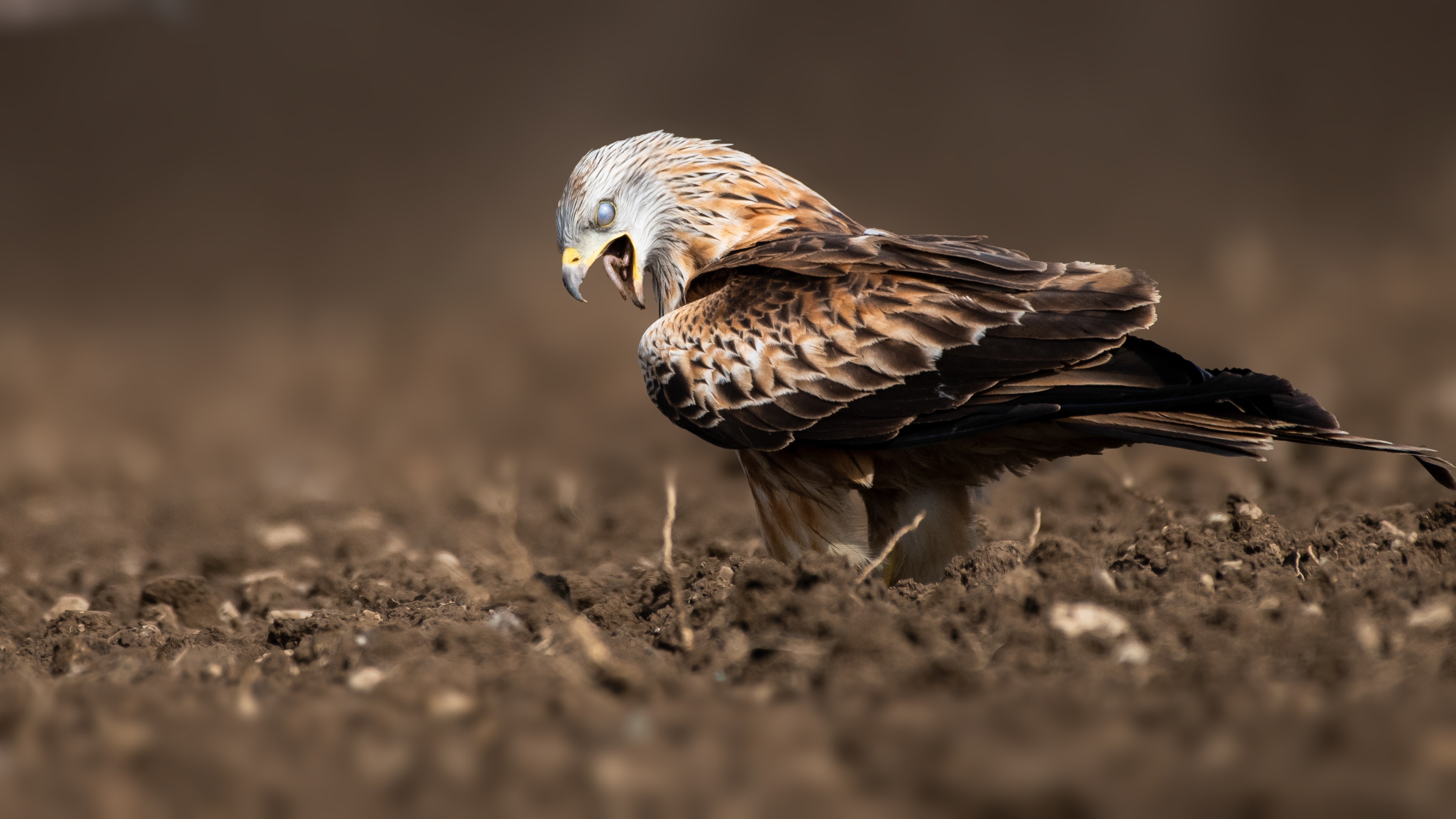 eagle, birds, hd, 4k, HD Wallpaper