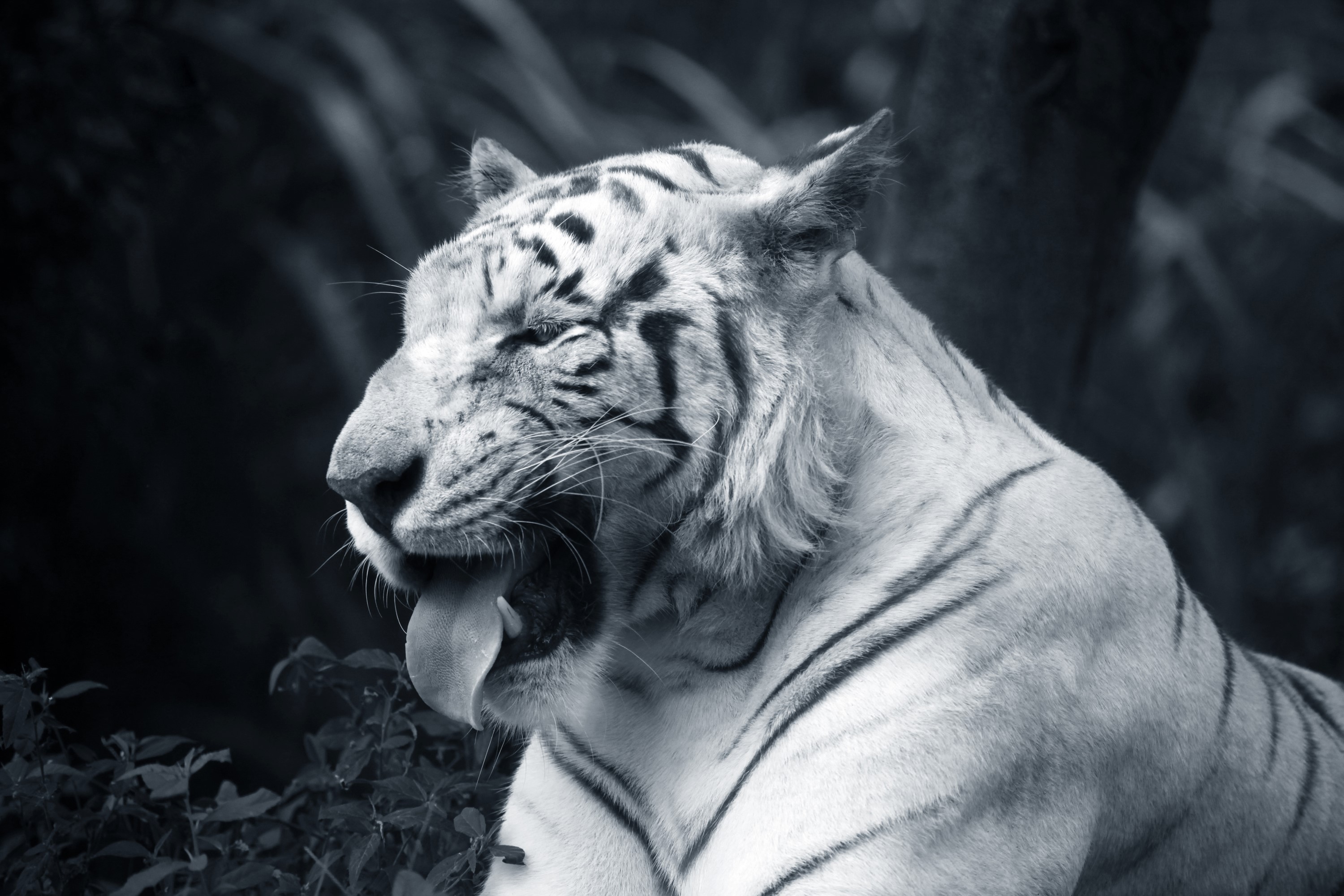 white tiger, tiger, animals, hd, monochrome, black and white, HD Wallpaper