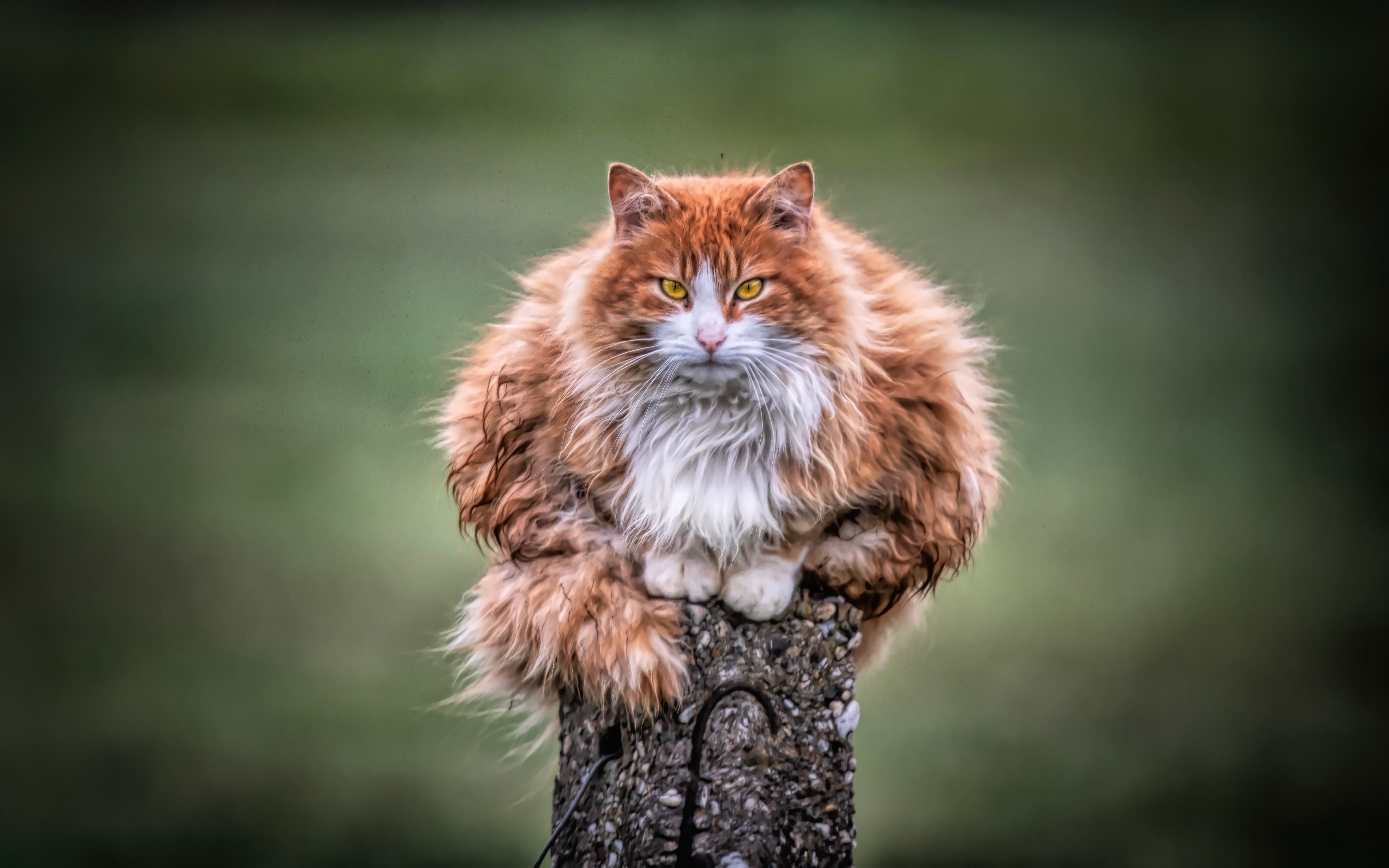 cat, animals, hd, 4k, 5k, HD Wallpaper