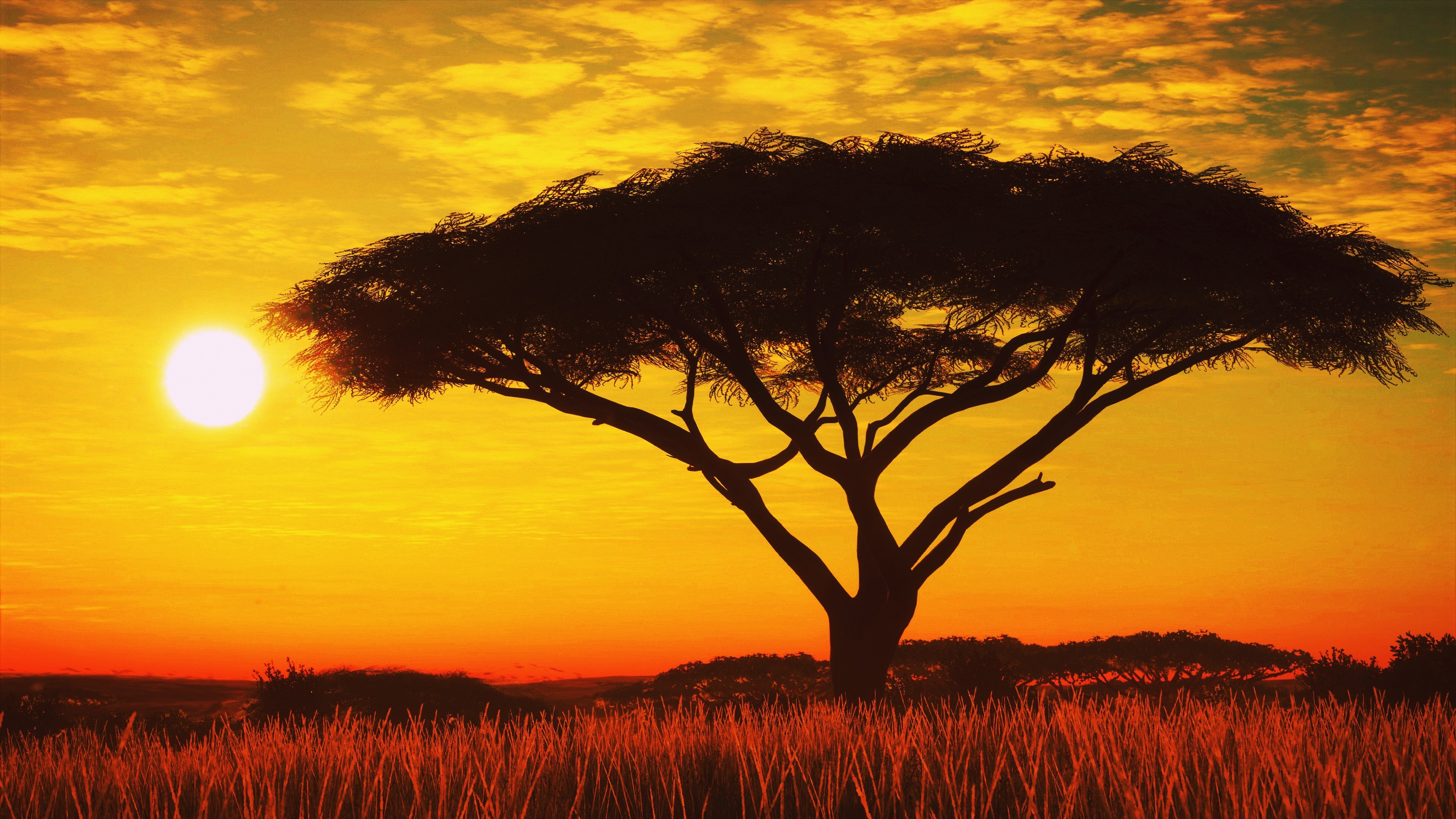 sunset, nature, hd, 4k, tree, HD Wallpaper