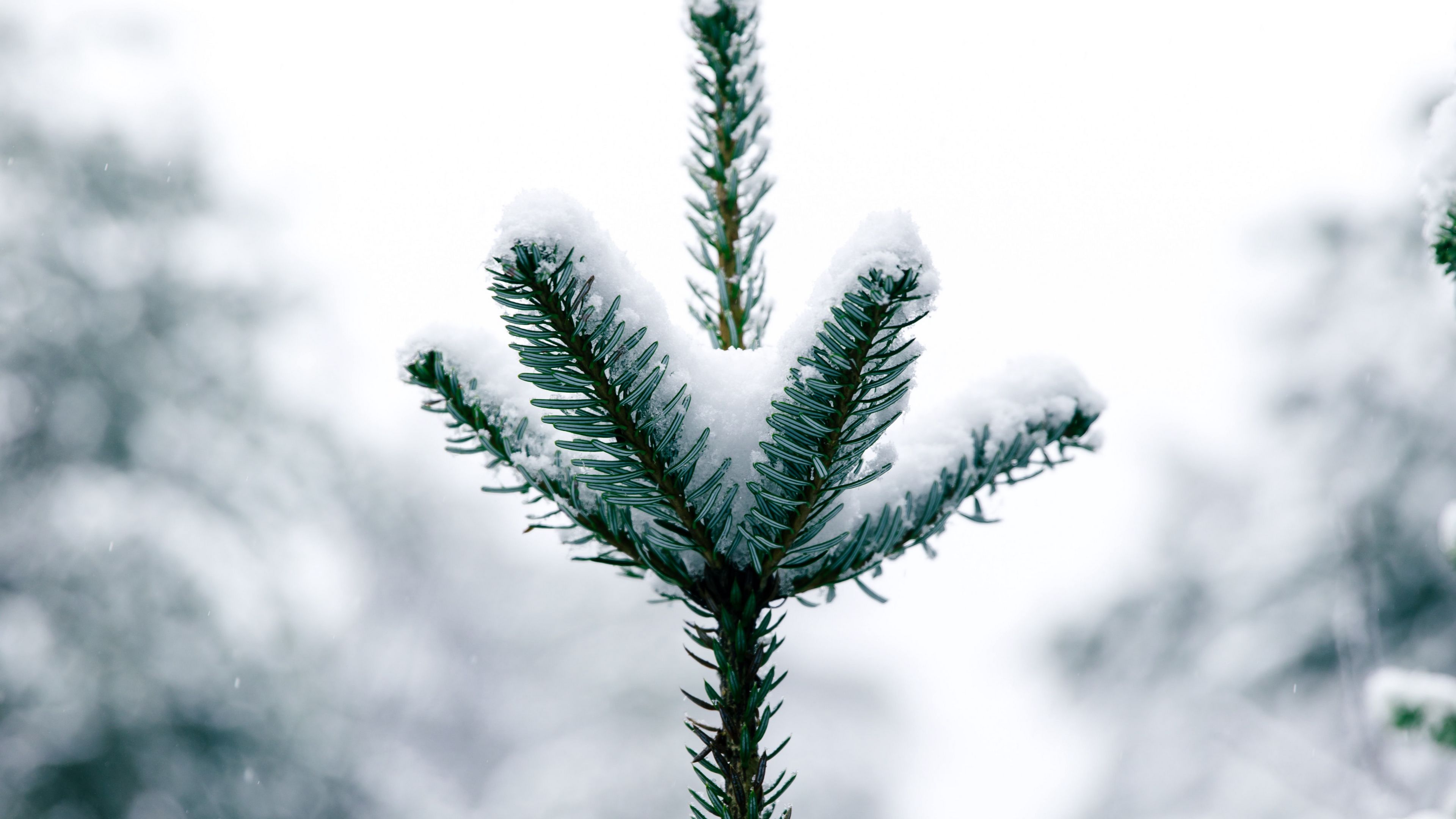 pine, snow, tree, conifer, winter, 4k, HD Wallpaper