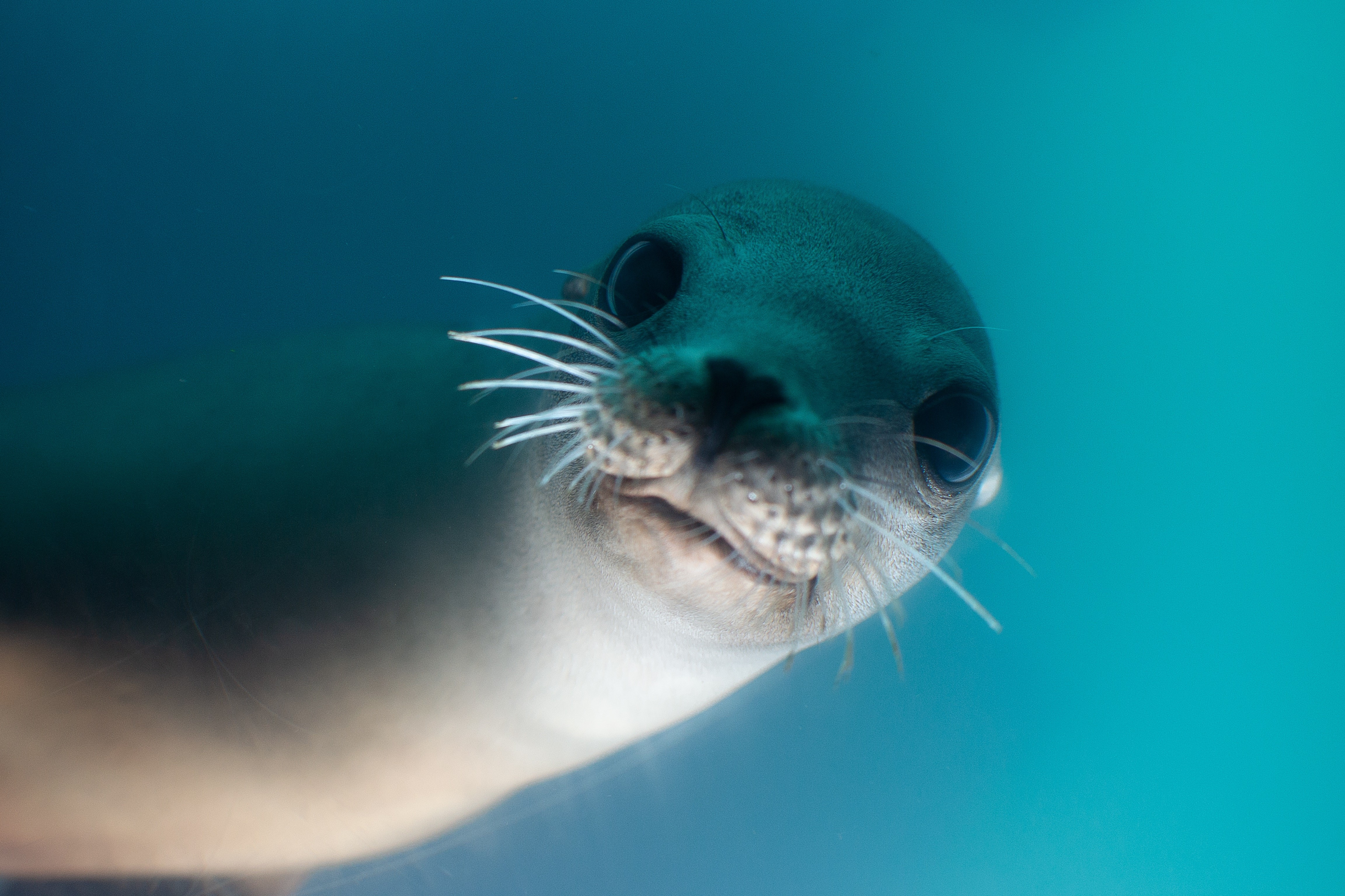 sea lion, animals, hd, 4k, 5k, underwater, HD Wallpaper
