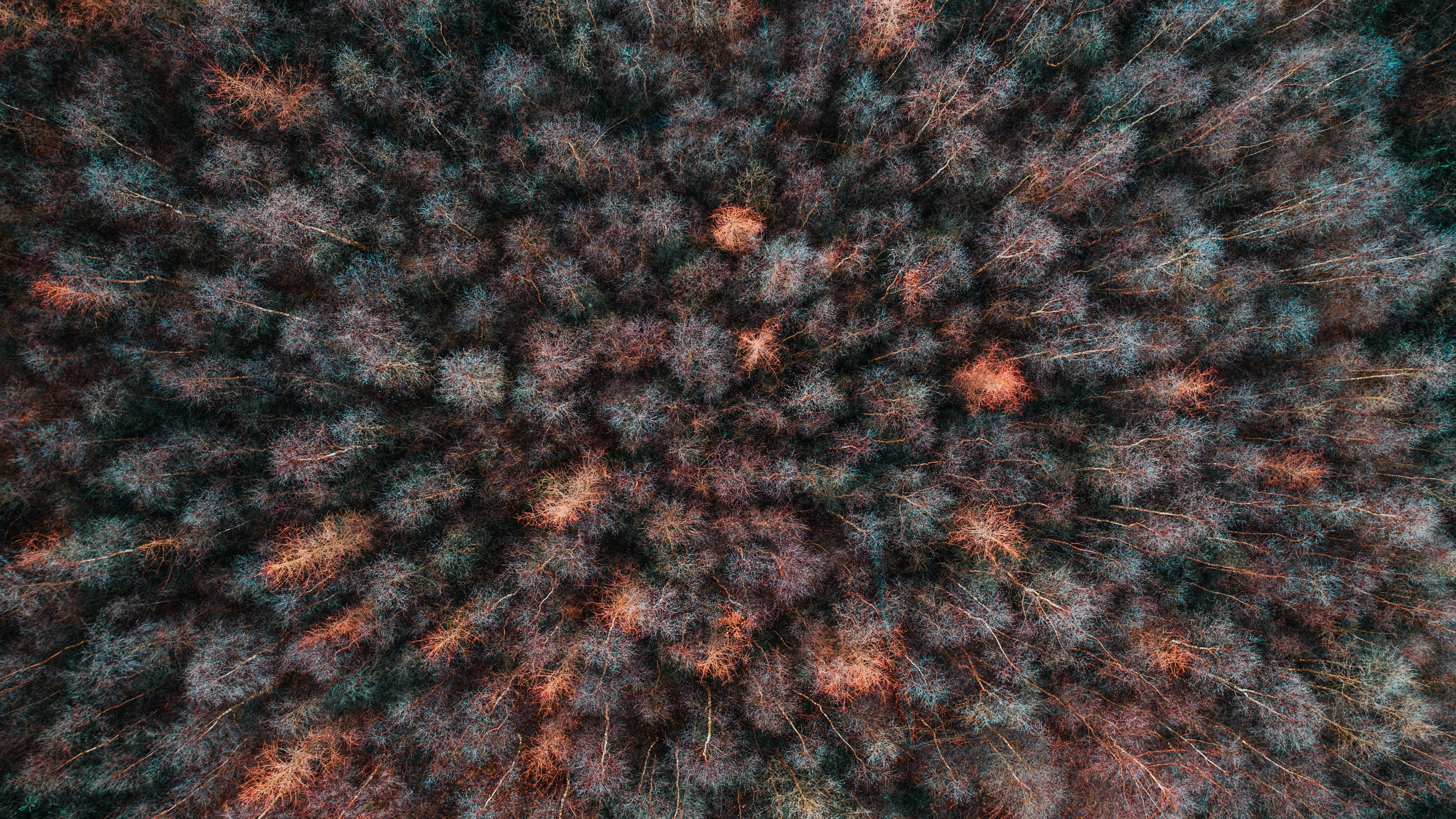 forest, aerial view, overview, trees, treetops, 4k, HD Wallpaper