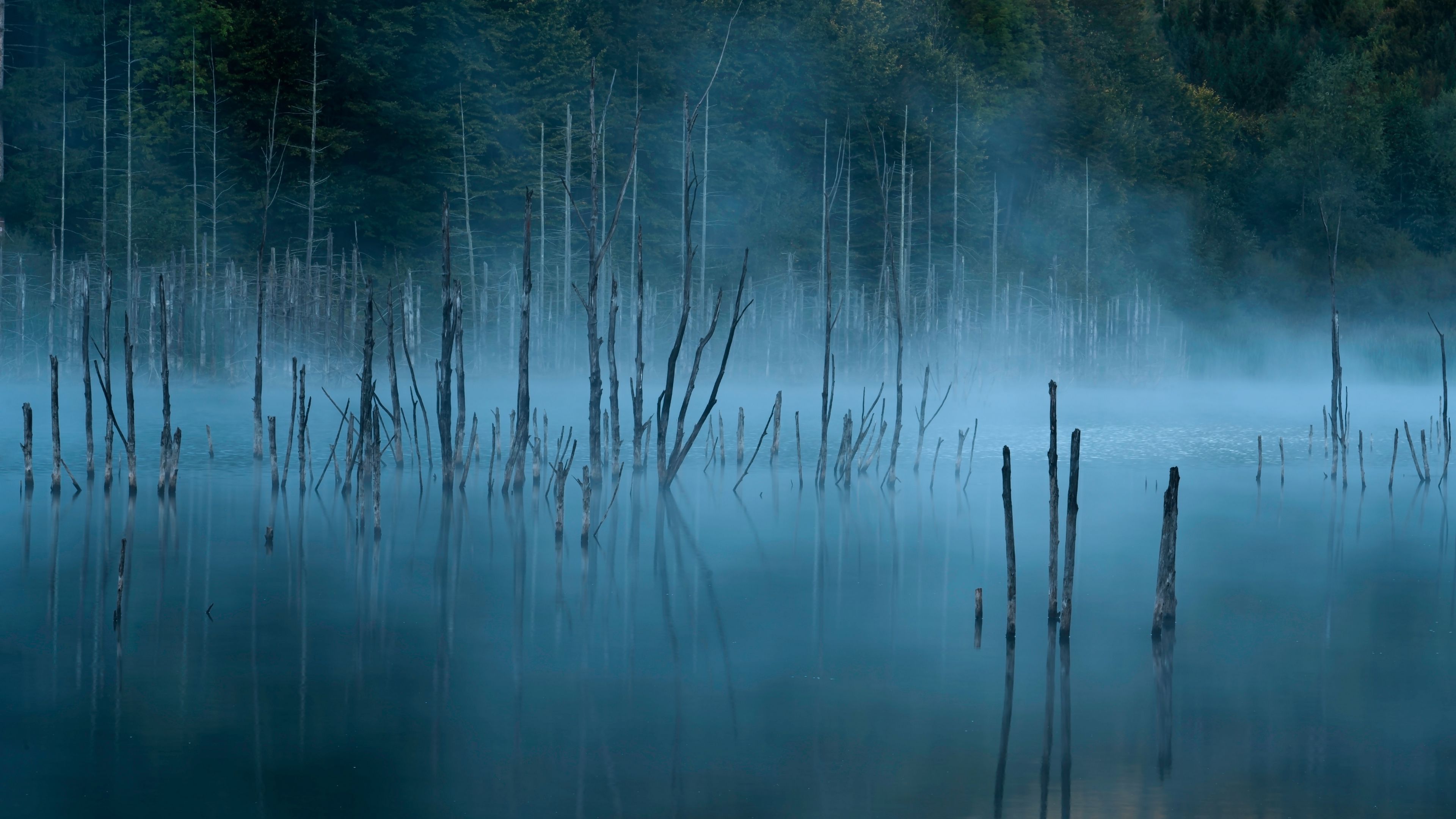 lake, trees, fog, water, 4k, HD Wallpaper