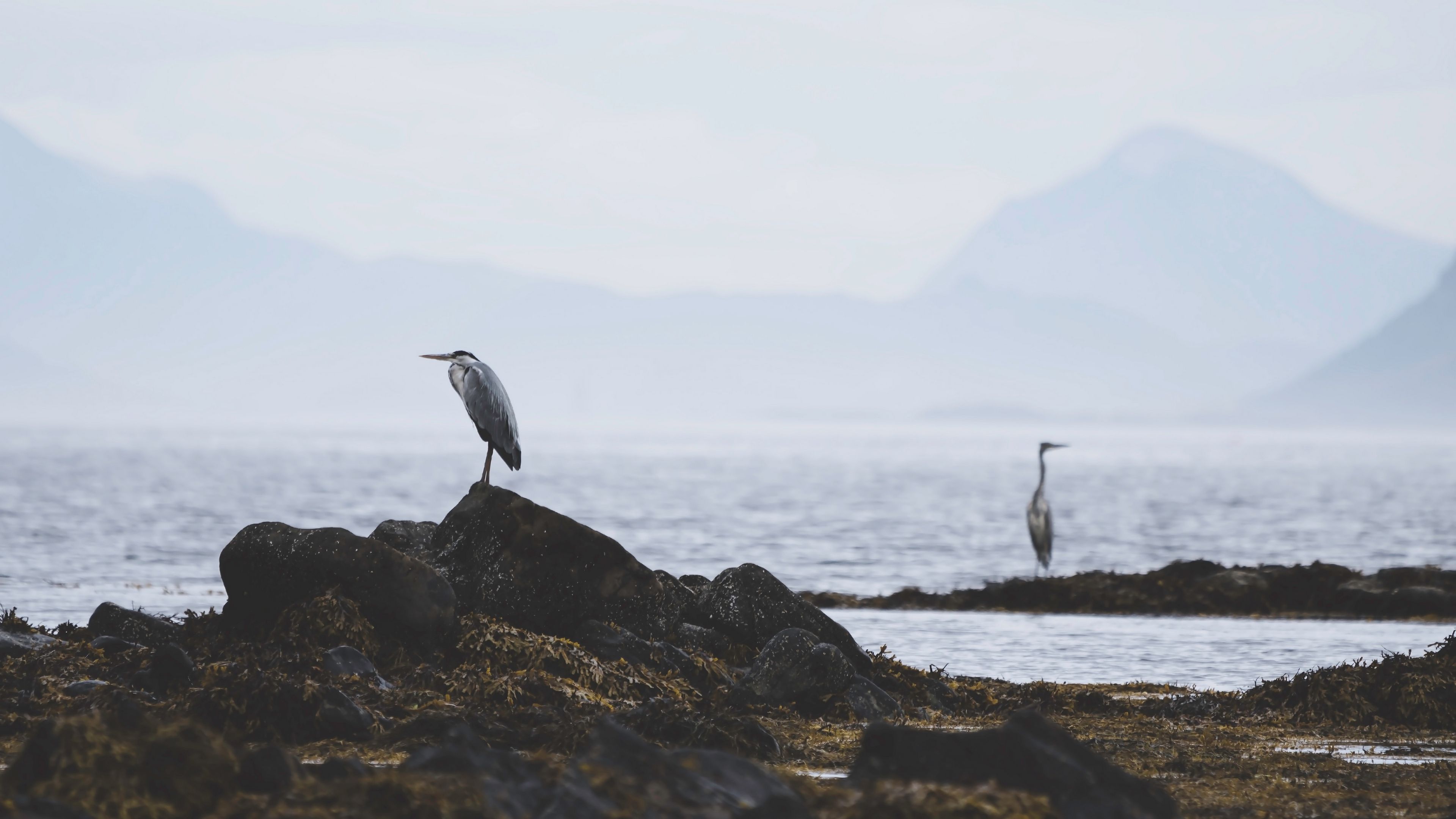 heron, bird, stones, coast, water, 4k, HD Wallpaper