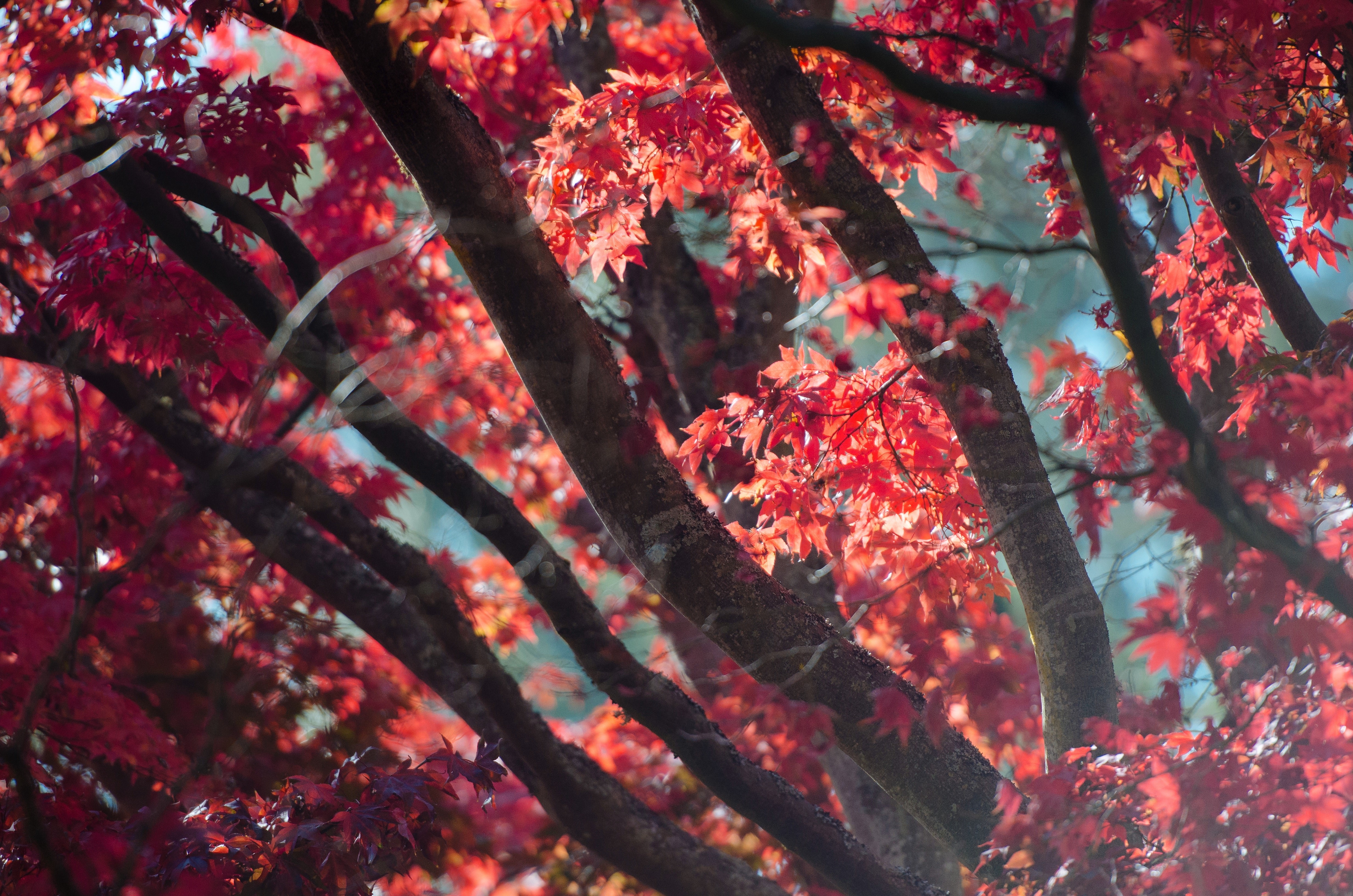 autumn, trees, nature, hd, 4k, 5k, HD Wallpaper