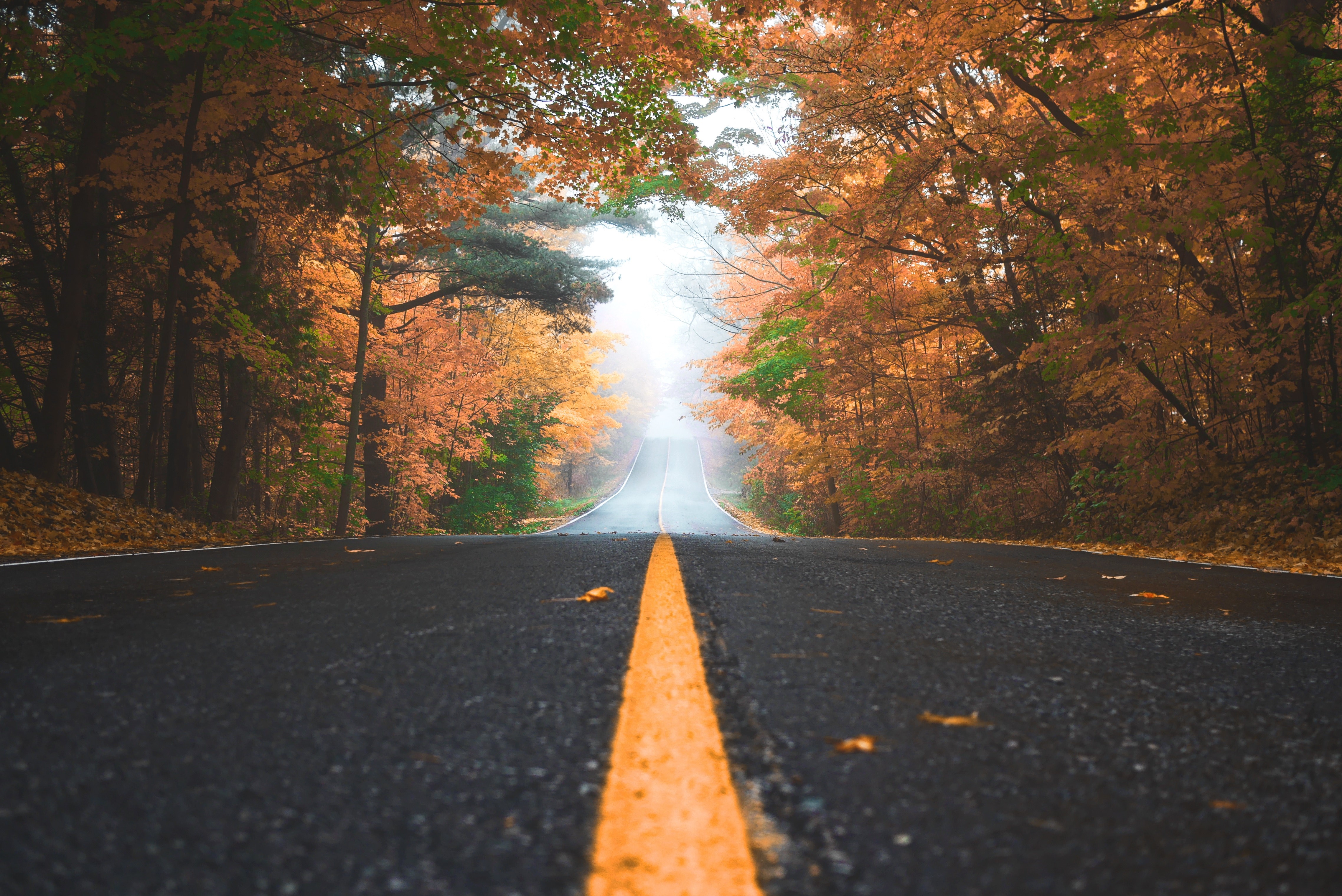 road, autumn, photography, hd, 4k, 5k, HD Wallpaper