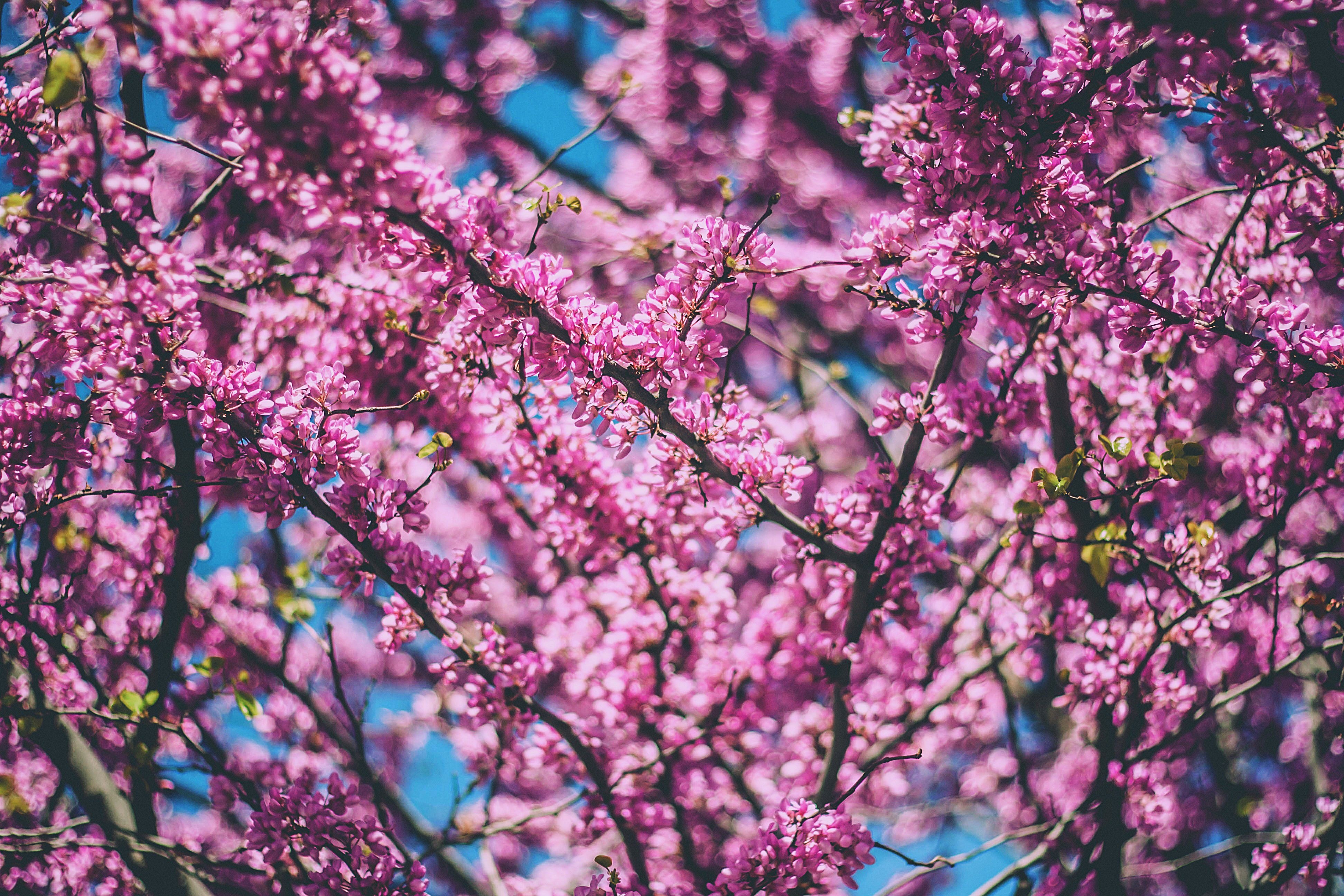 trees, pink, nature, hd, 4k, HD Wallpaper