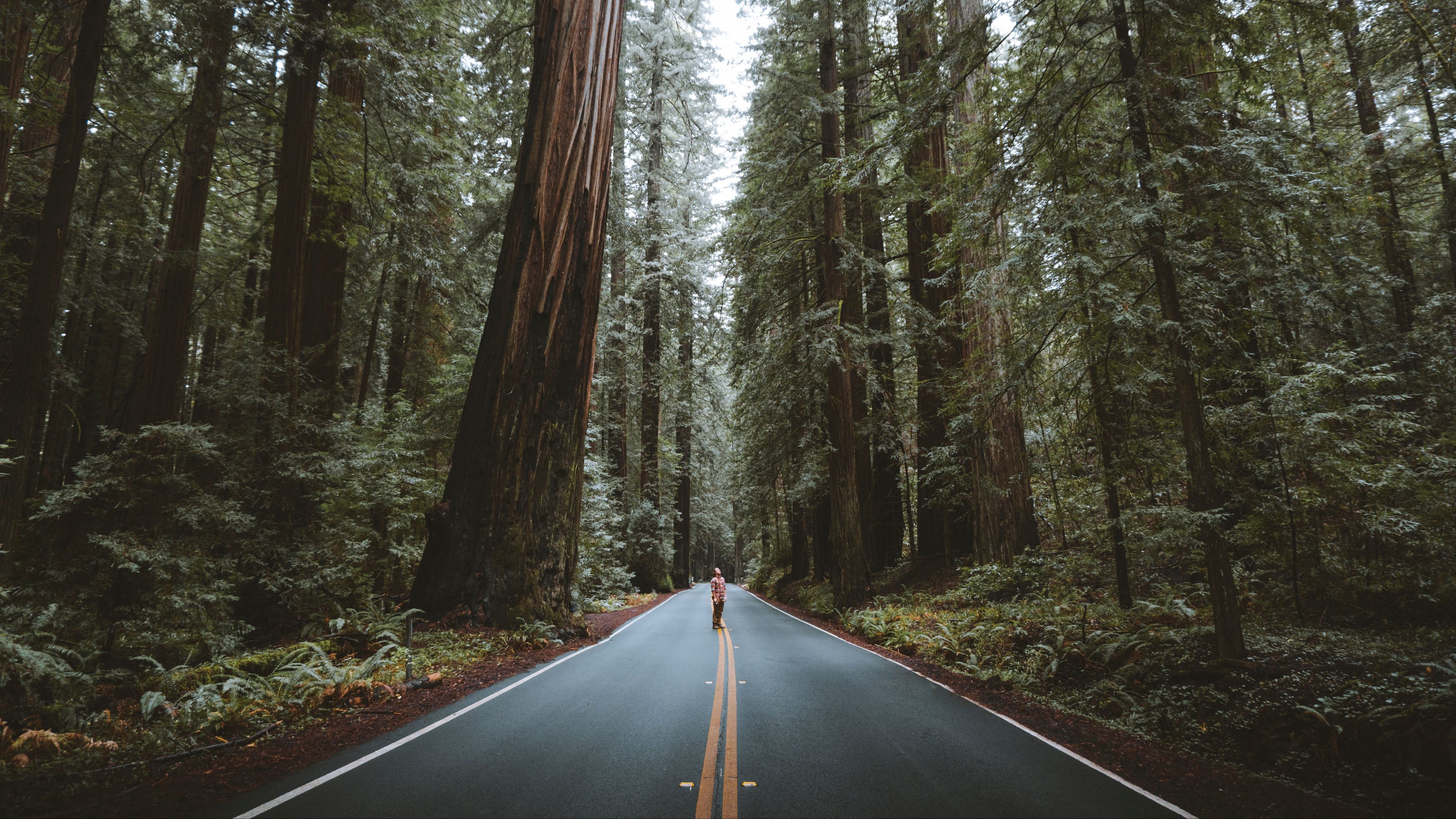 forest, road, man, trees, asphalt, 4k, HD Wallpaper