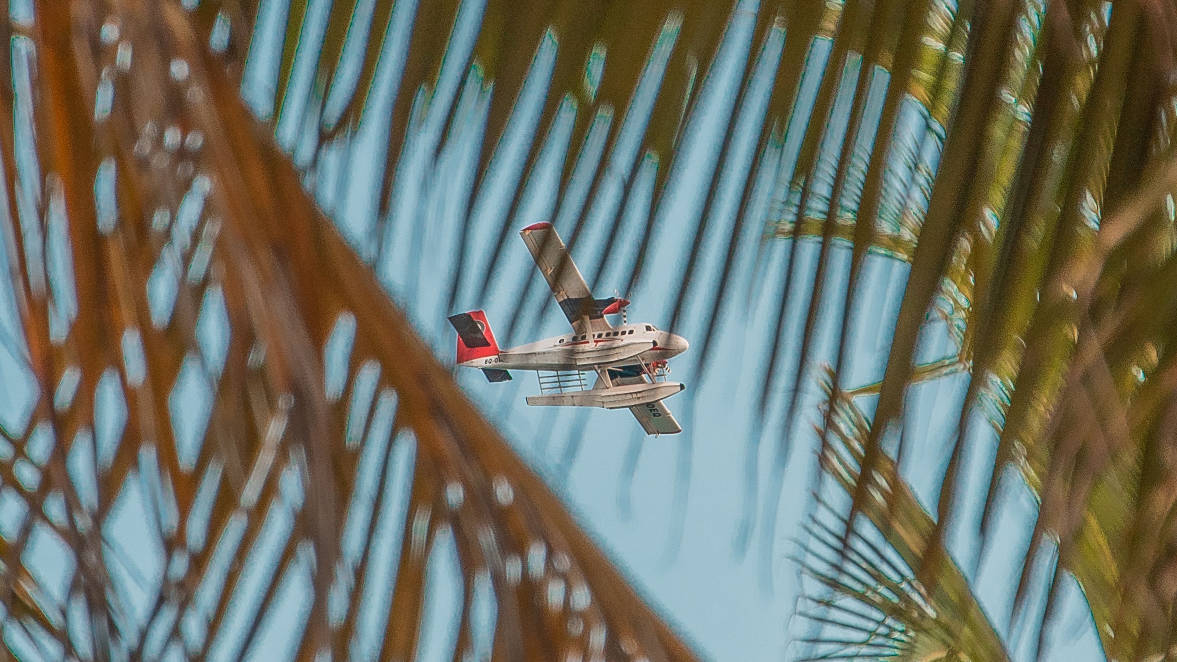 airplane, palm, sky, branches, 4k, HD Wallpaper