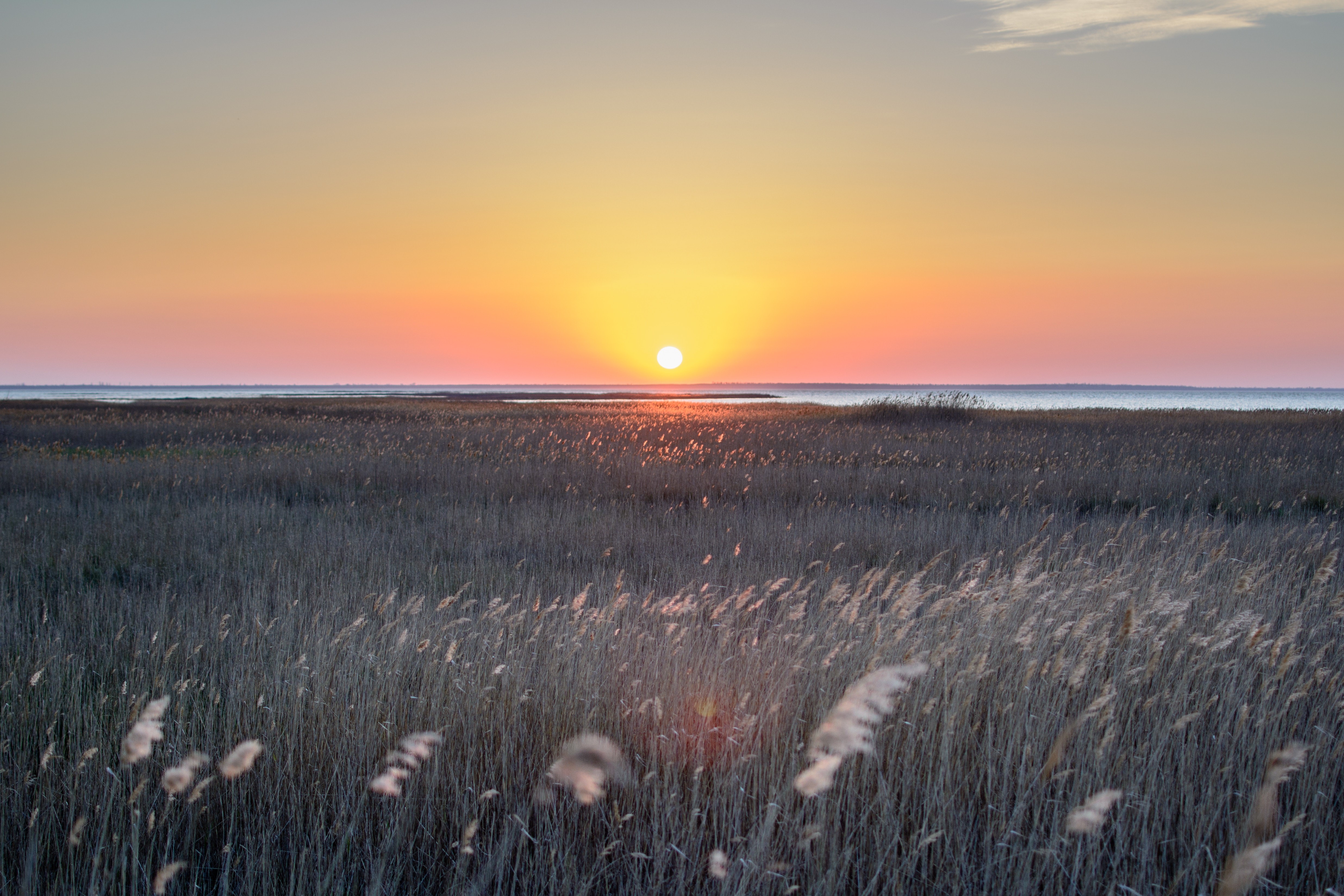 field, nature, hd, 4k, 5k, HD Wallpaper
