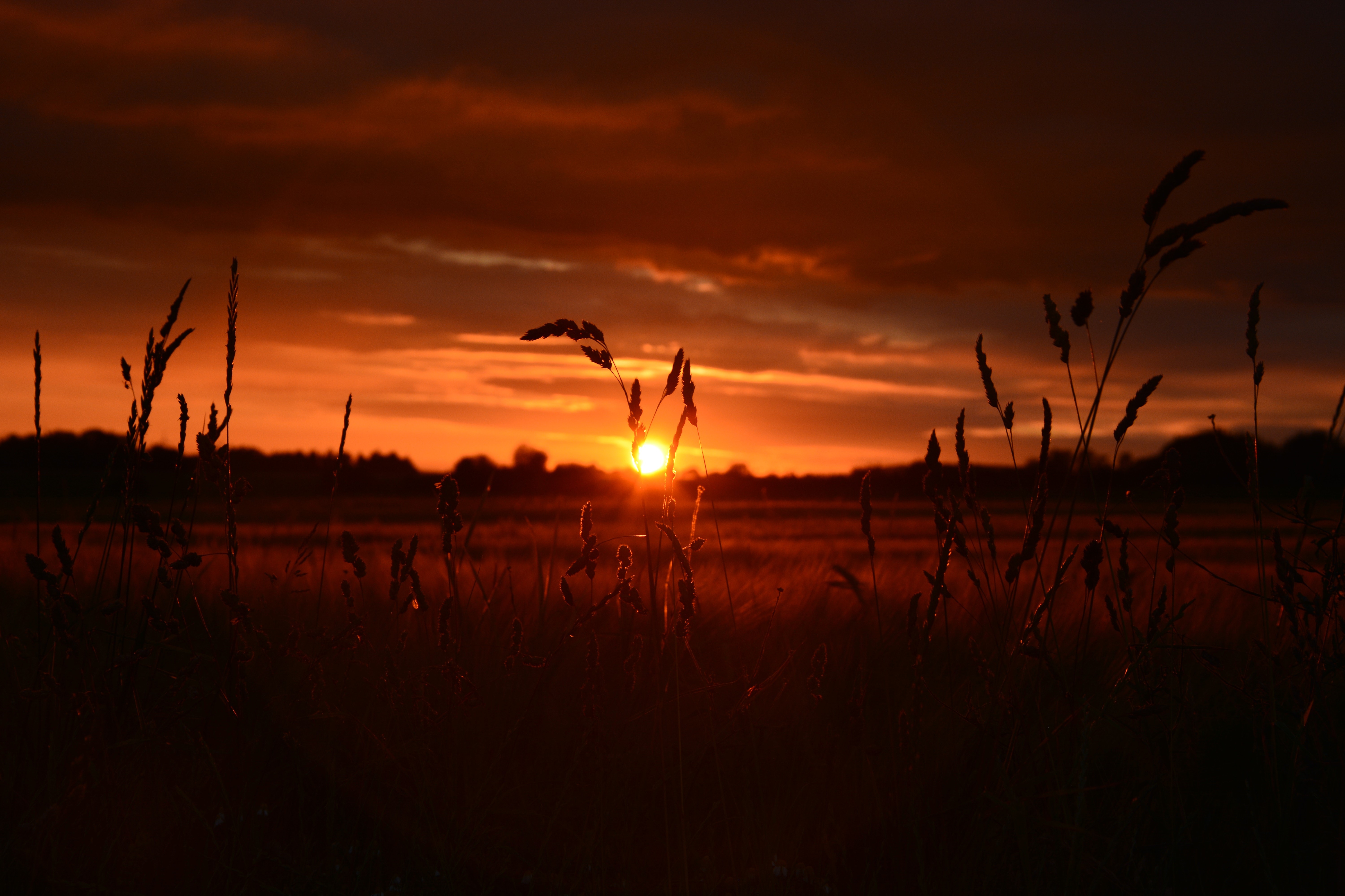 field, nature, sunset, hd, 4k, 5k, HD Wallpaper