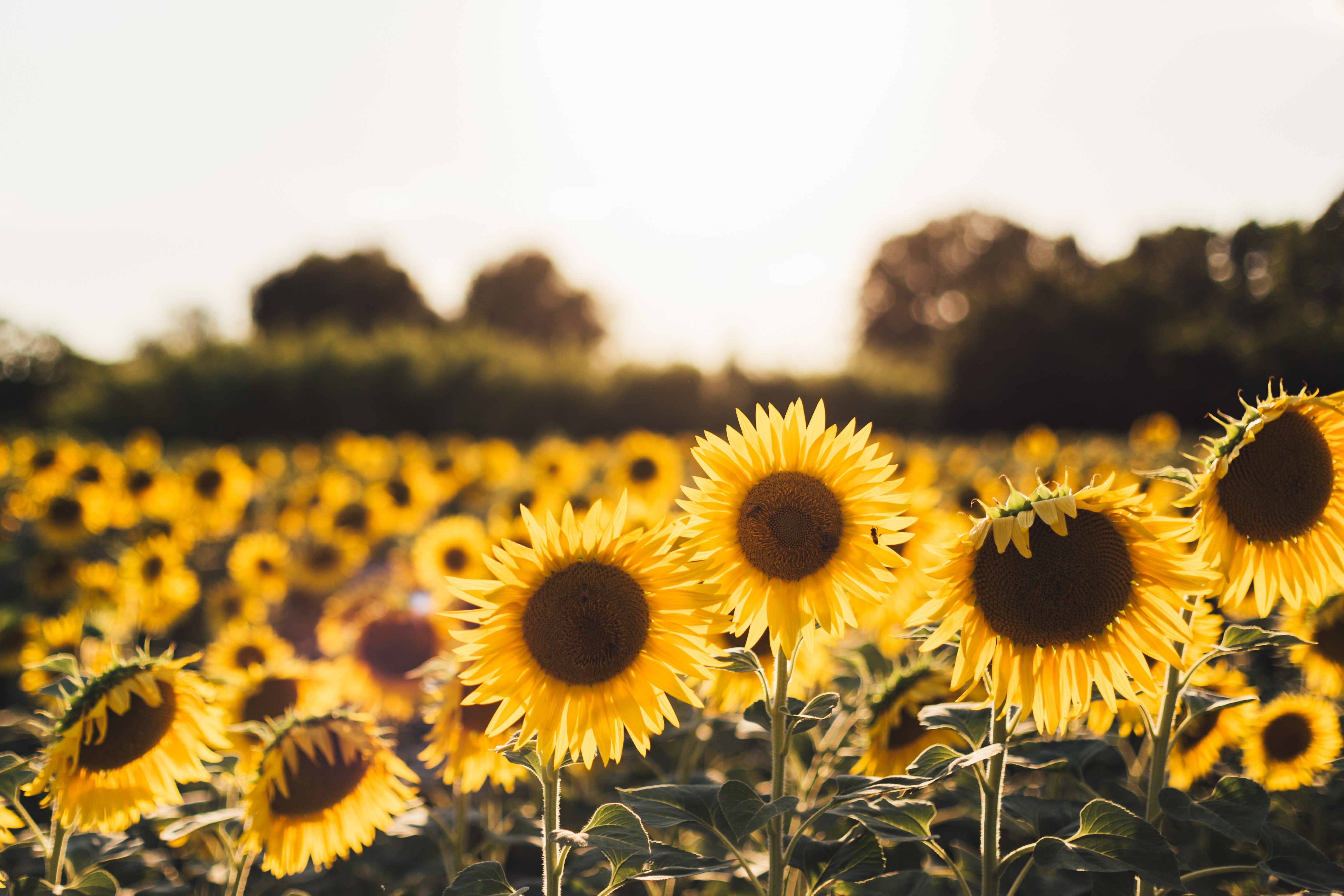 sunflowers, flowers, hd, 4k, 5k, HD Wallpaper