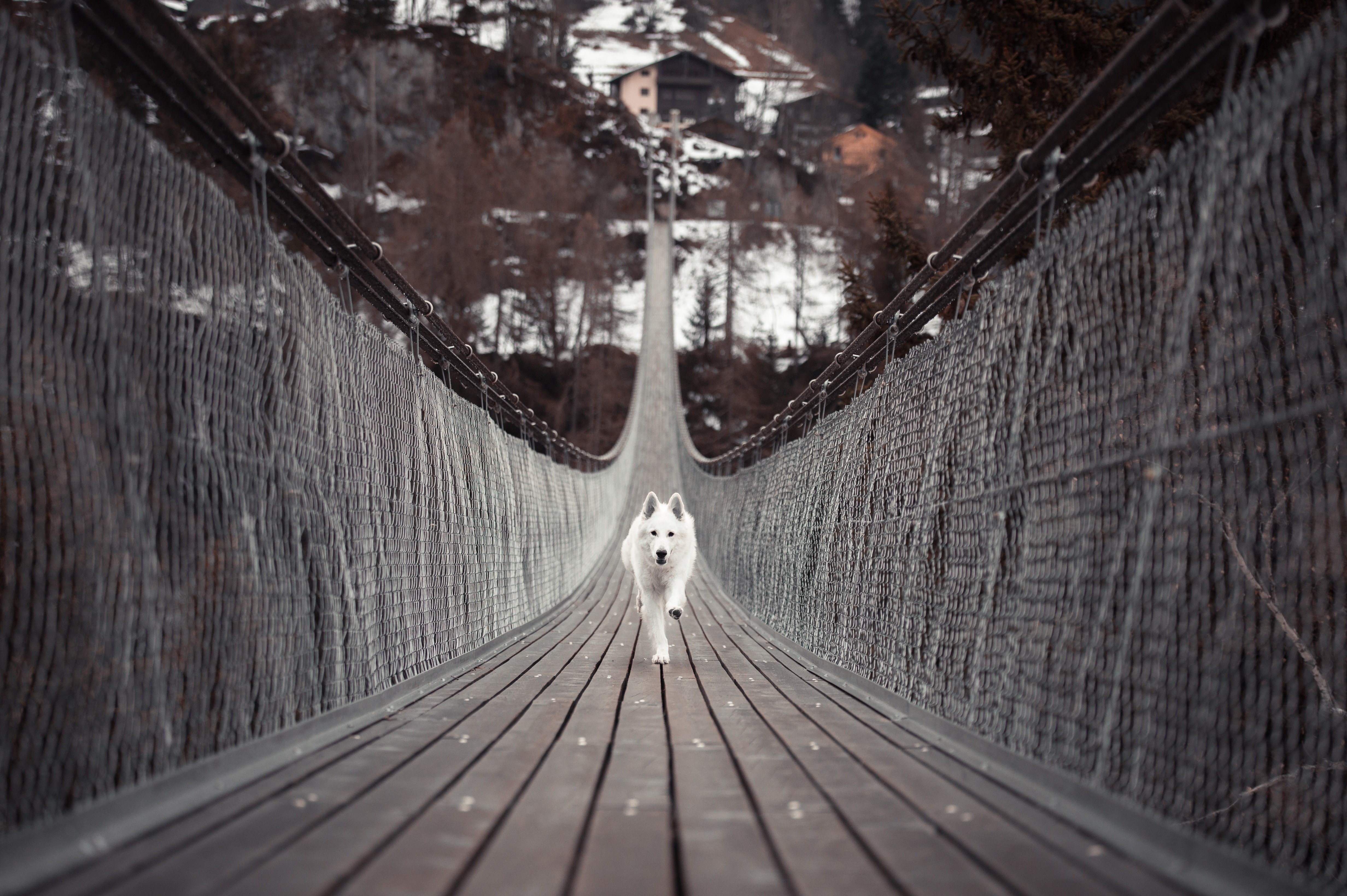 dog, animals, hd, 4k, 5k, HD Wallpaper