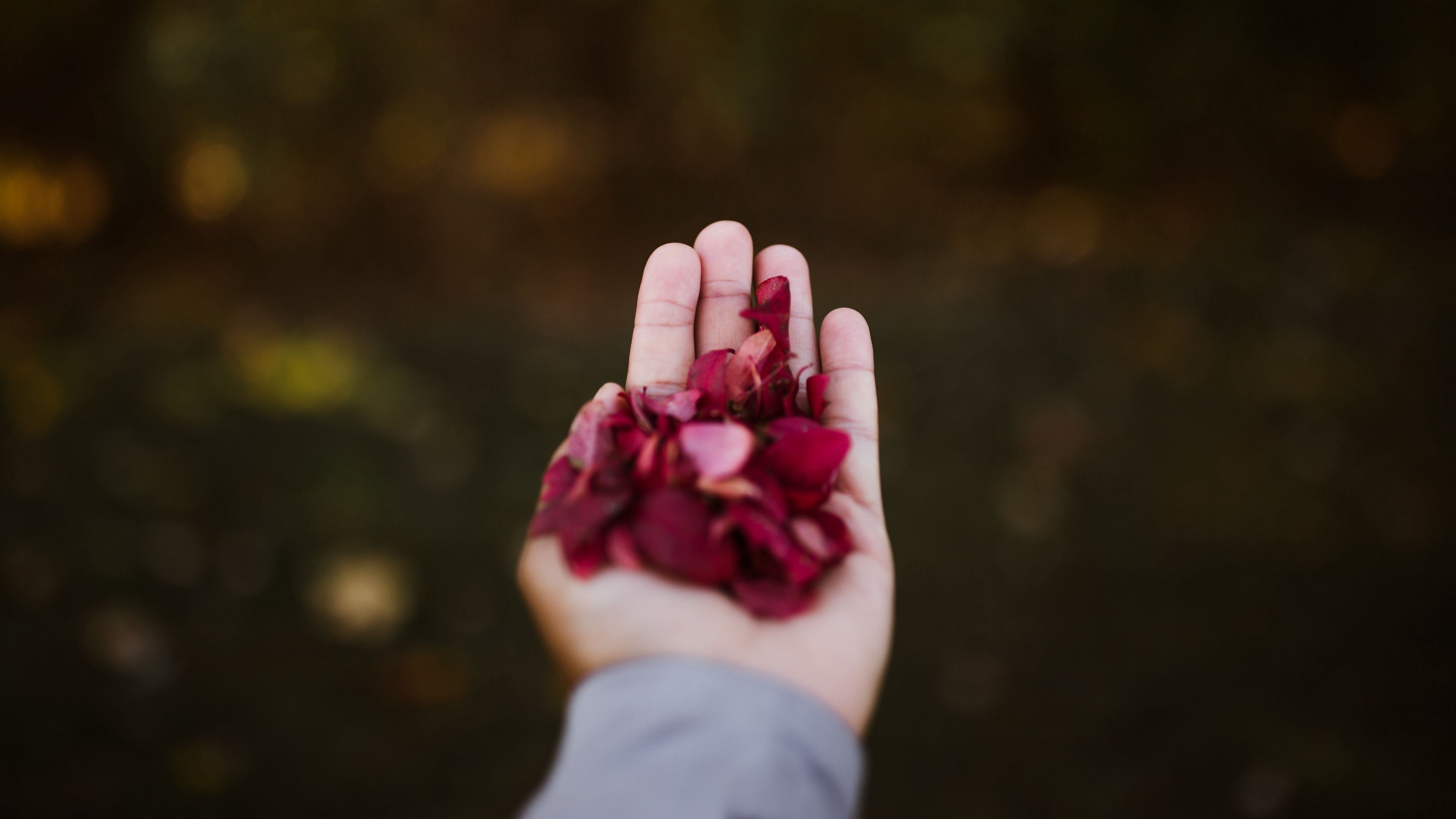 hand, petals, red, 4k, HD Wallpaper