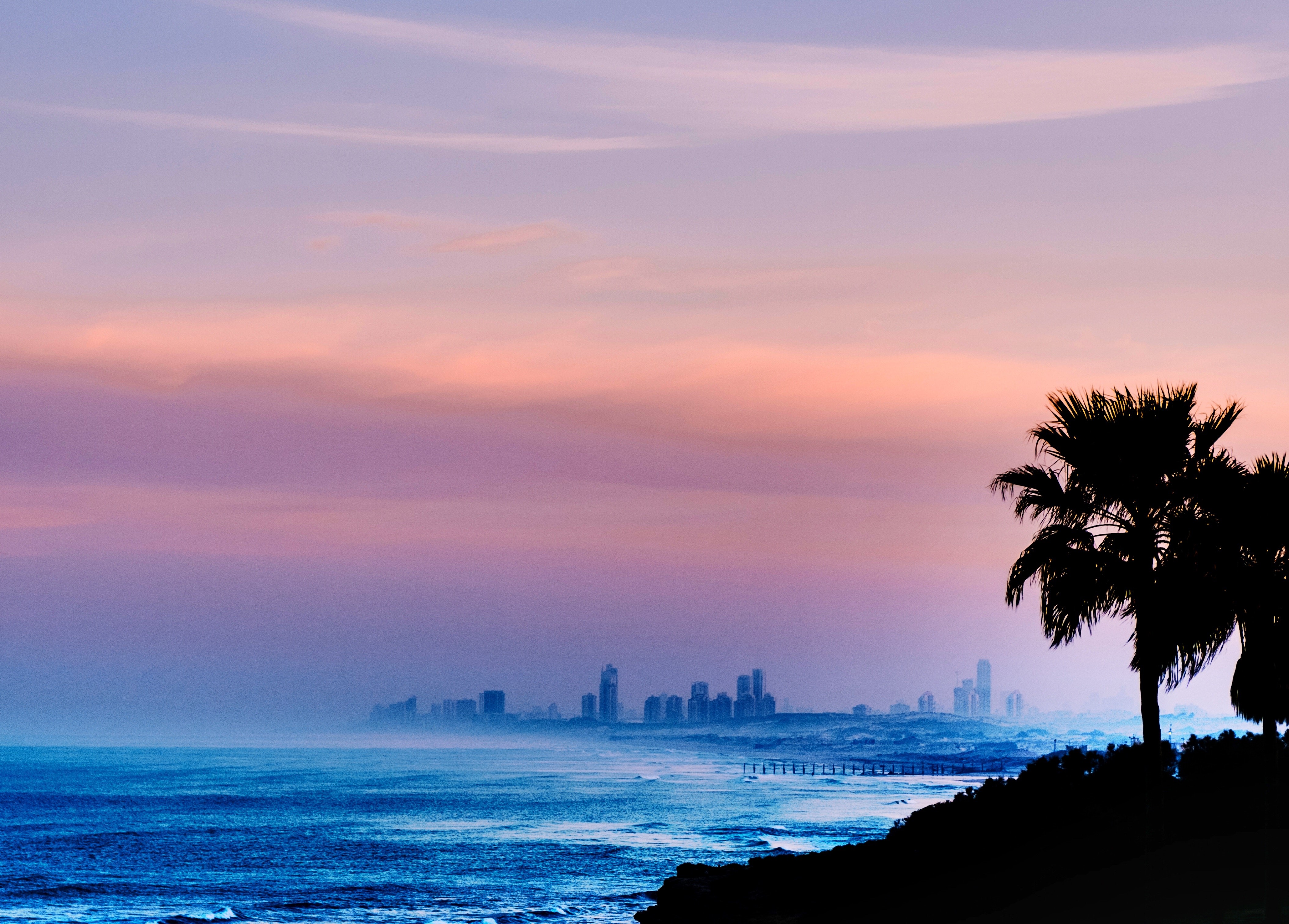 palm, trees, nature, hd, 4k, HD Wallpaper