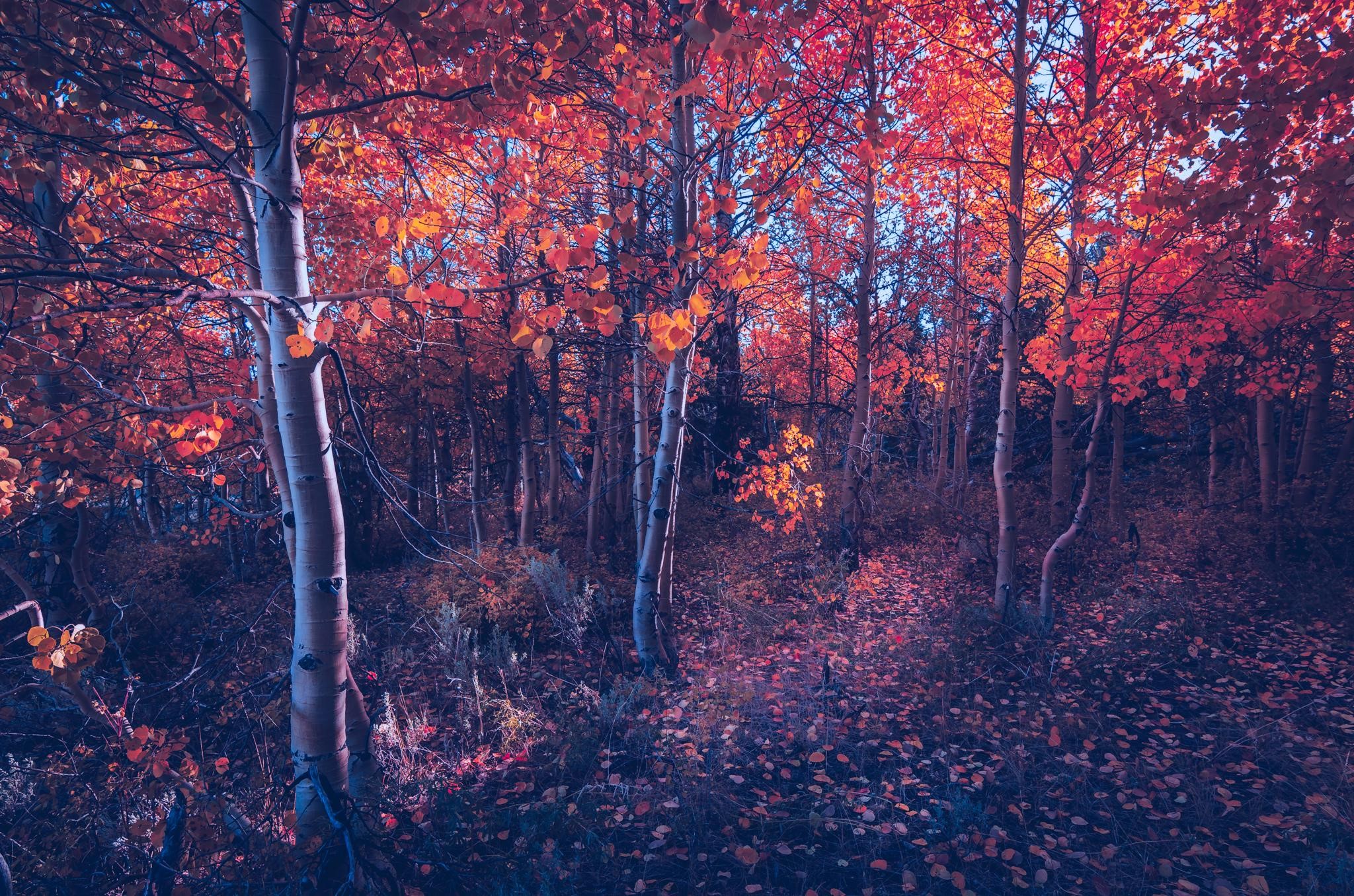 autumn, trees, nature, hd, HD Wallpaper
