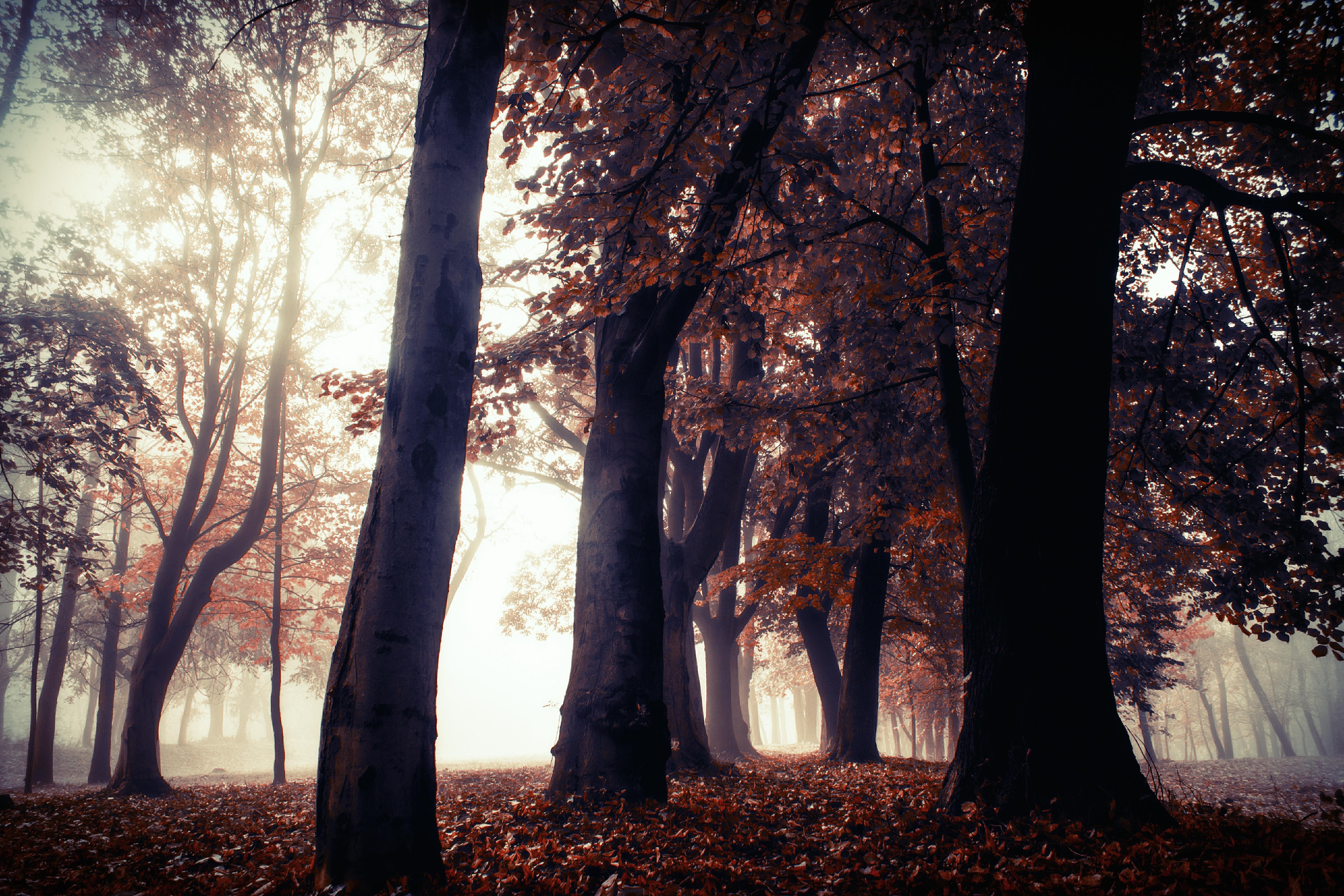 autumn, trees, forest, nature, hd, 4k, 5k, HD Wallpaper