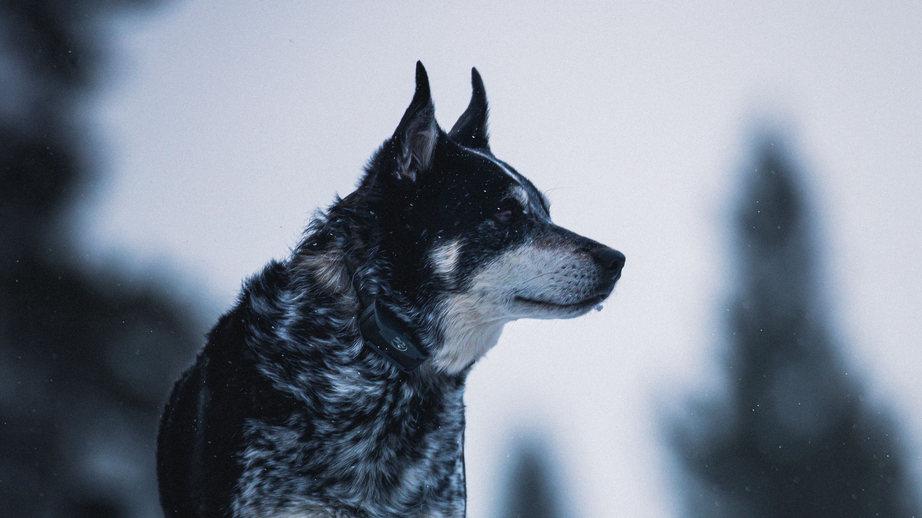 dog, nature, snow, pet, glance, 4k, HD Wallpaper