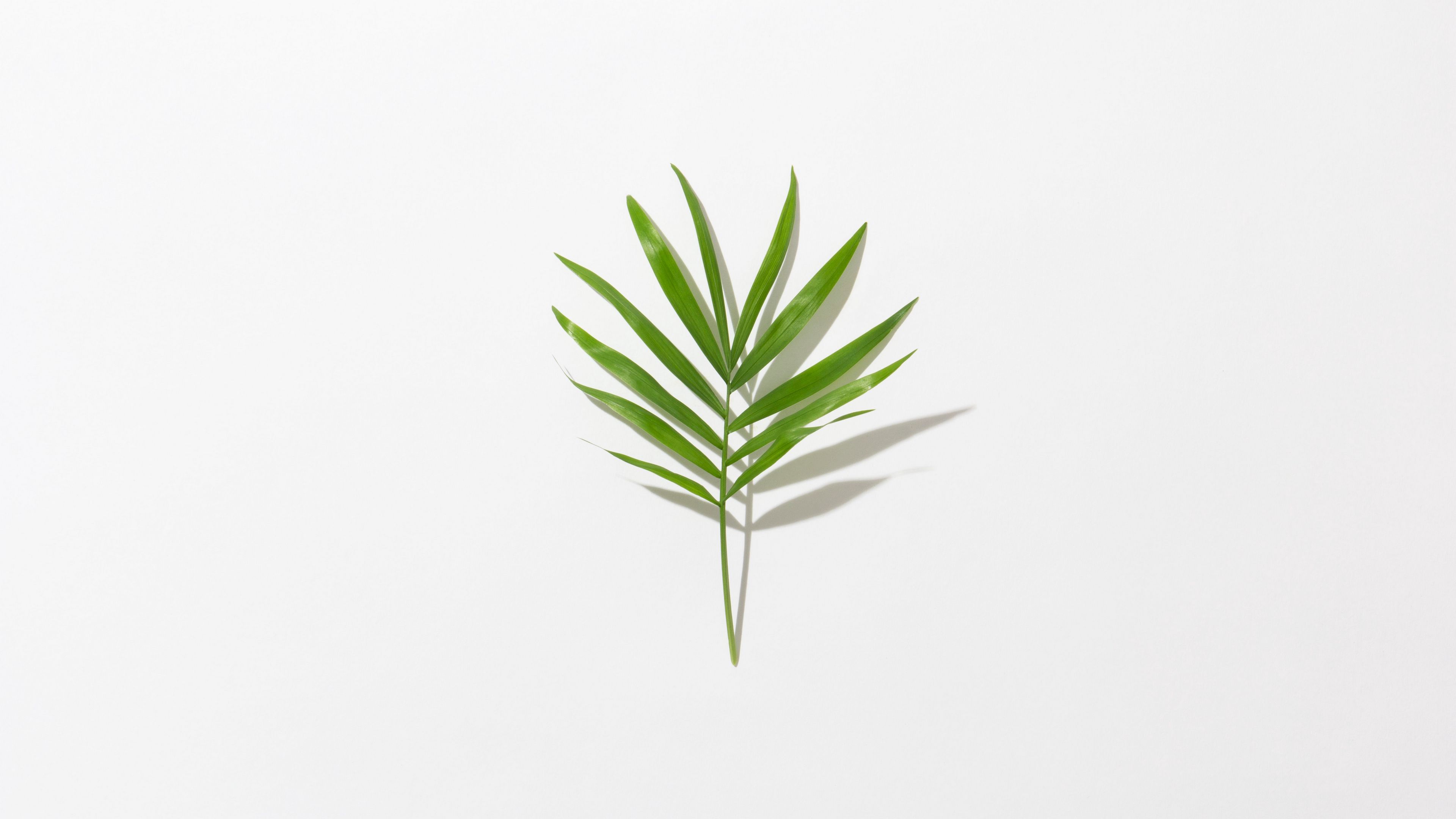 leaf, branch, green, minimalism, 4k, HD Wallpaper