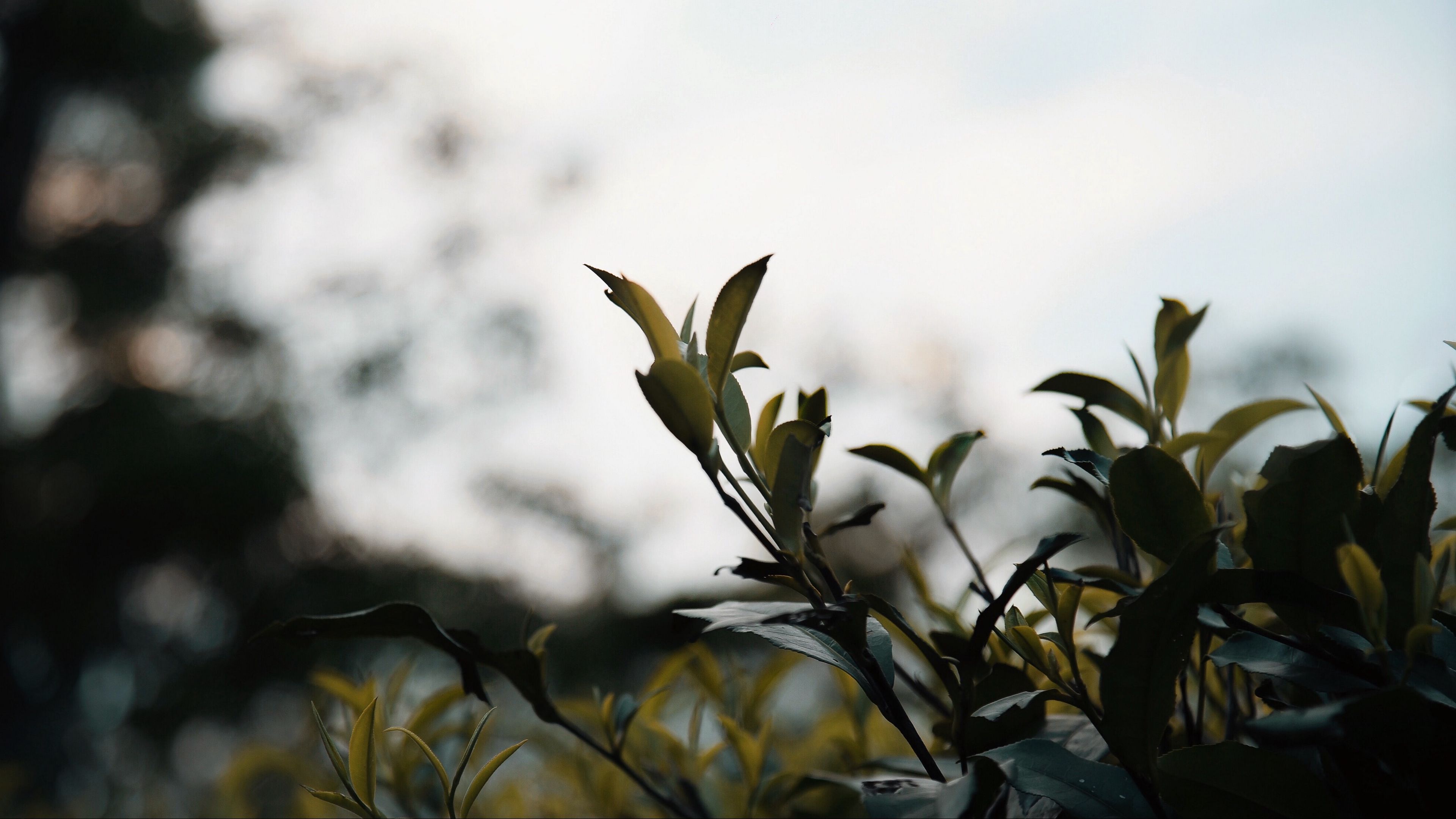 branches, leaves, plant, bush, macro, 4k, HD Wallpaper