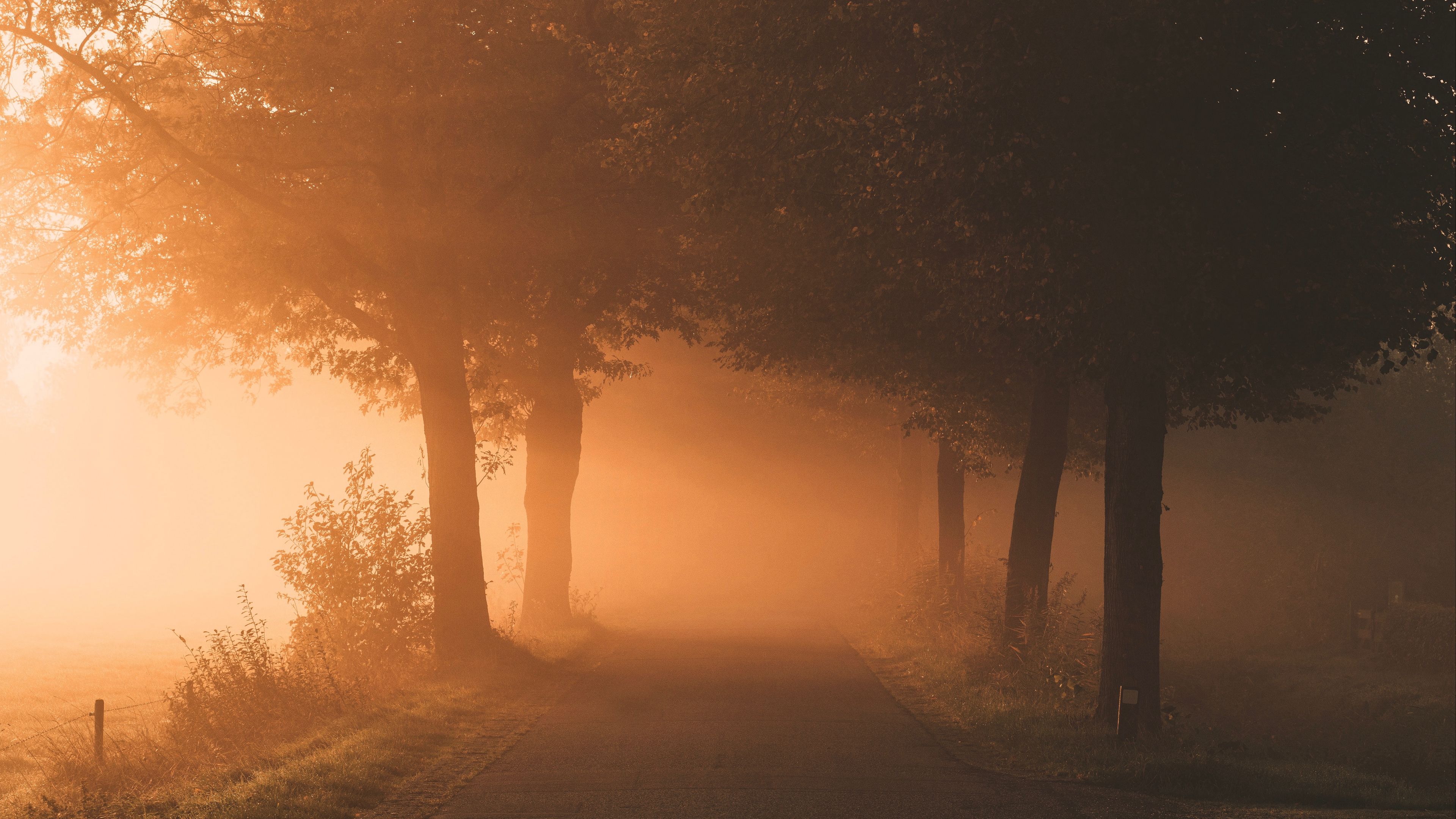 trees, path, fog, light, nature, 4k, HD Wallpaper