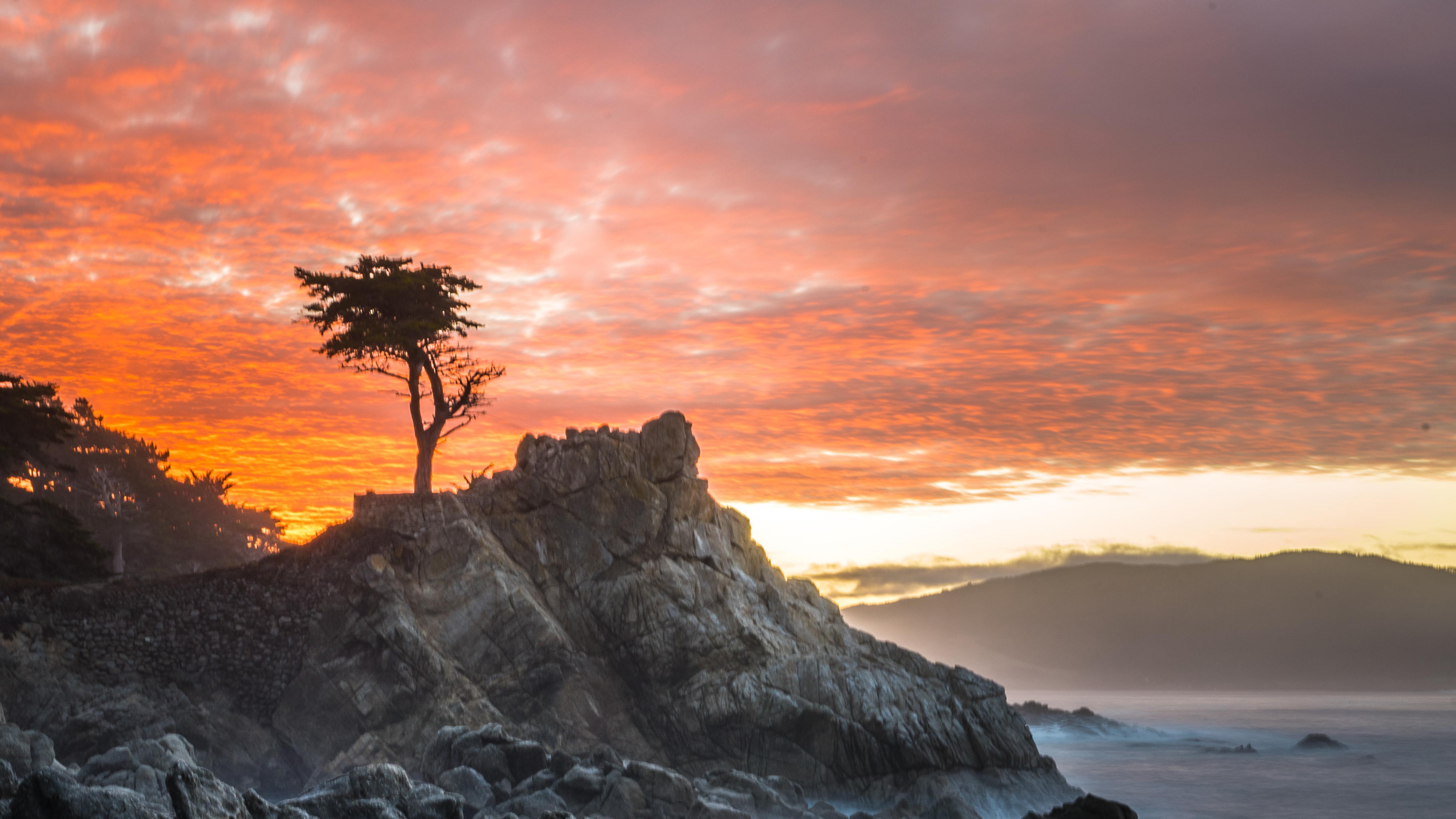 tree, nature, hd, 4k, 5k, HD Wallpaper