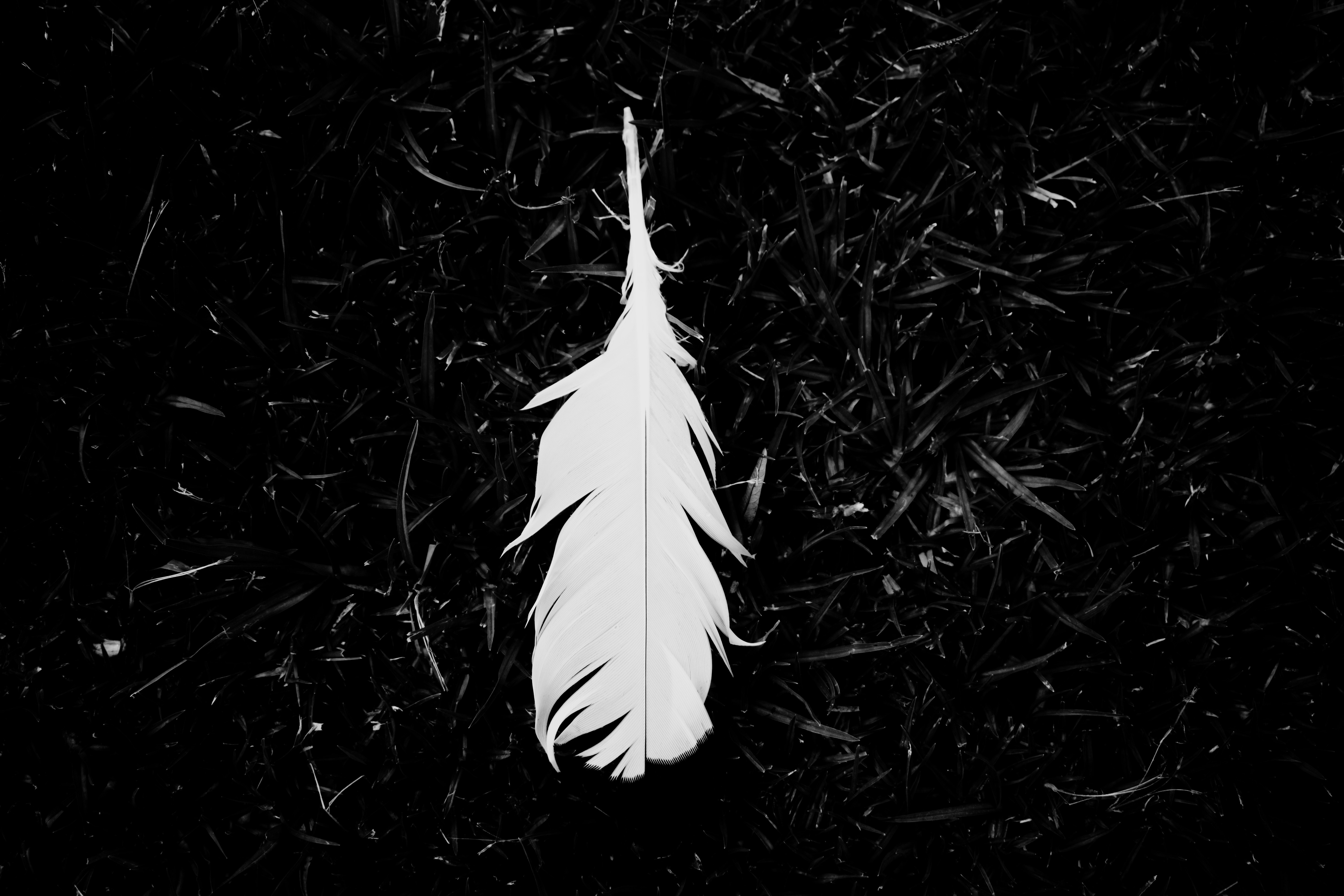 feather, black and white, monochrome, hd, 4k, 5k, HD Wallpaper