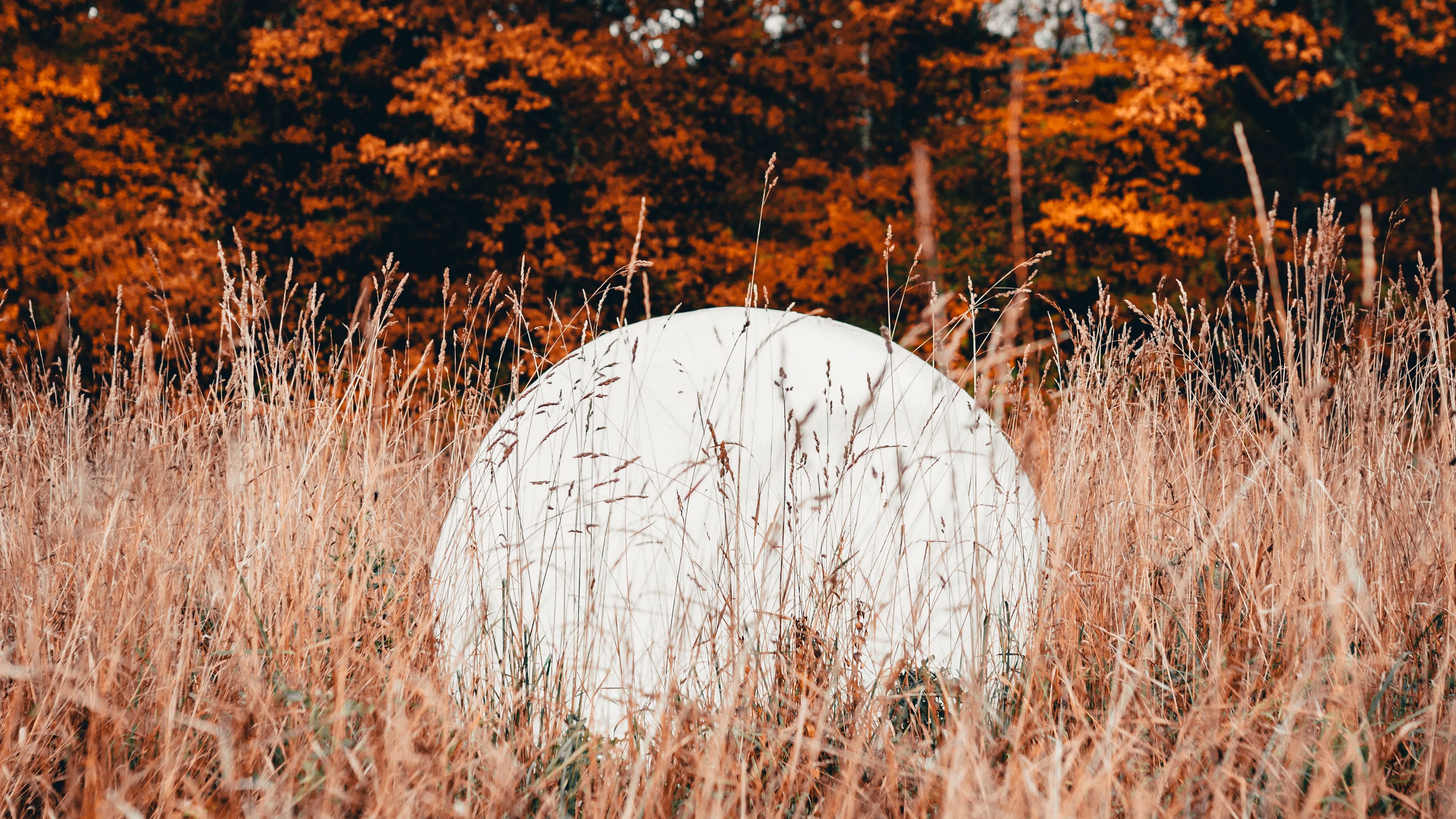 ball, white, grass, trees, nature, 4k, HD Wallpaper