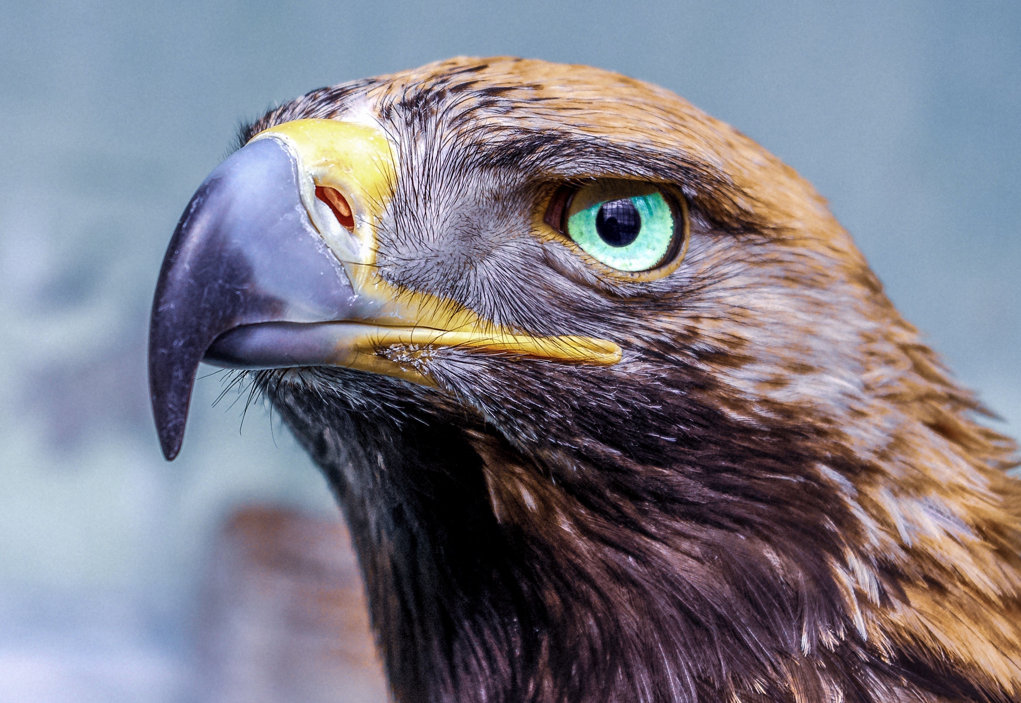eagle, birds, hd, 4k, HD Wallpaper