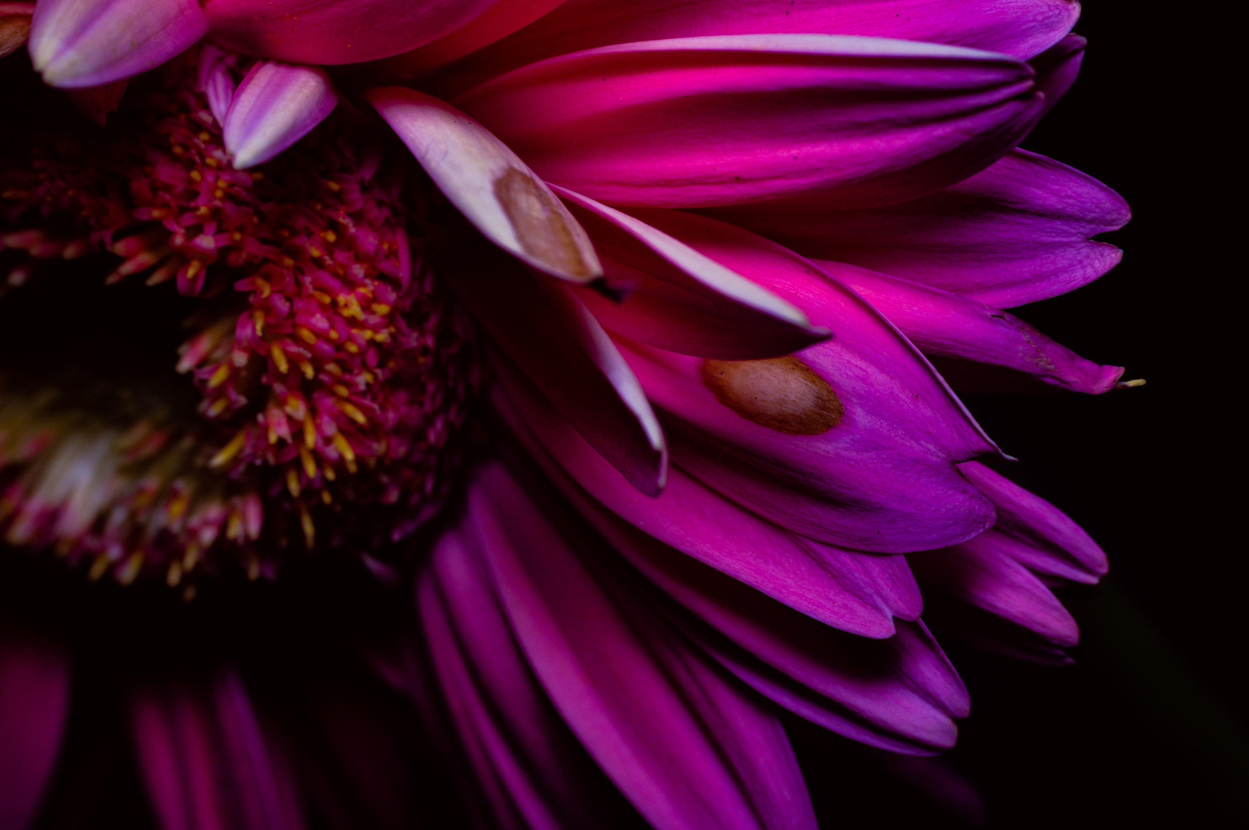 petals, flowers, hd, 4k, macro, HD Wallpaper