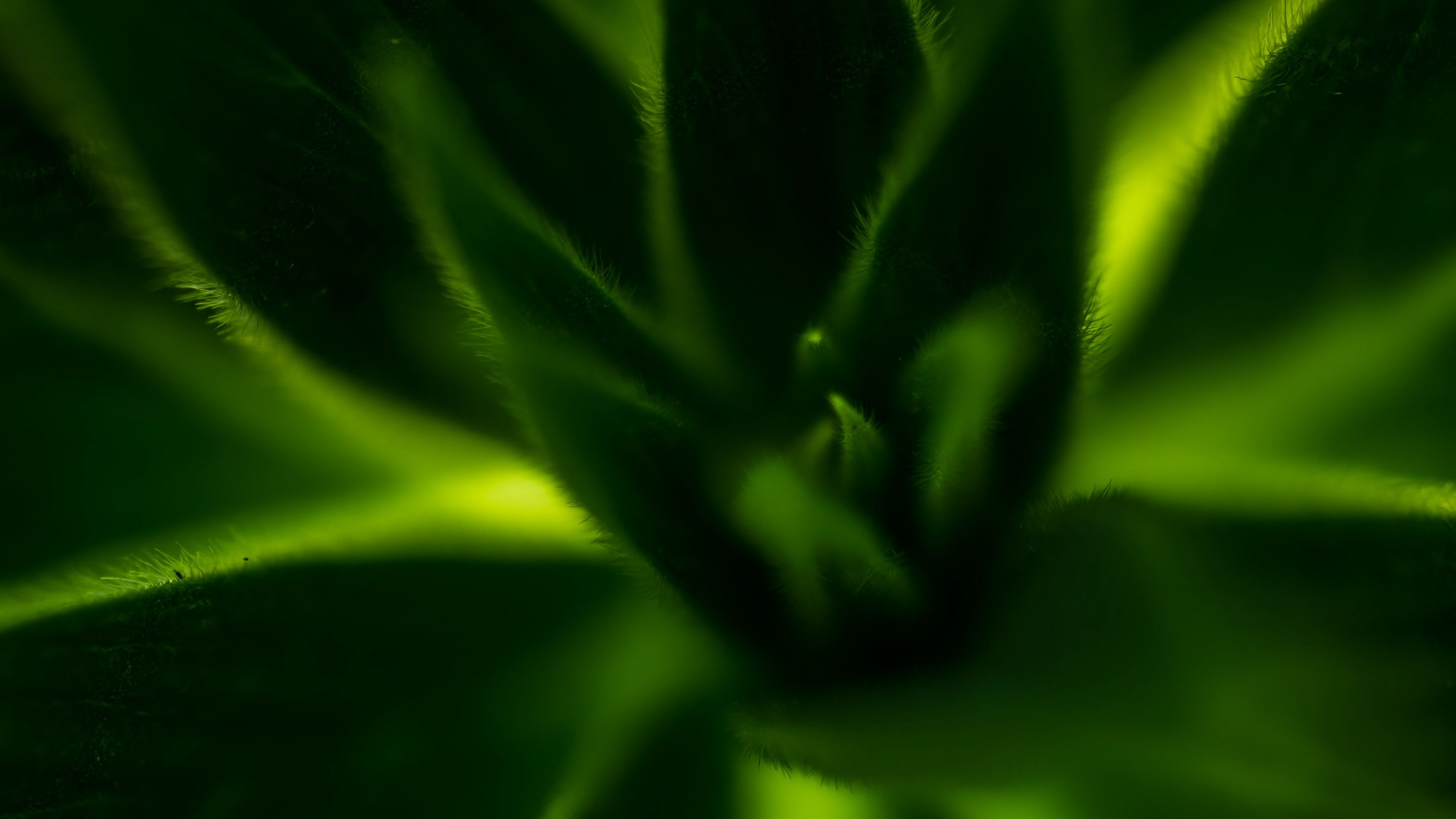 plant, leaves, macro, green, 4k, HD Wallpaper