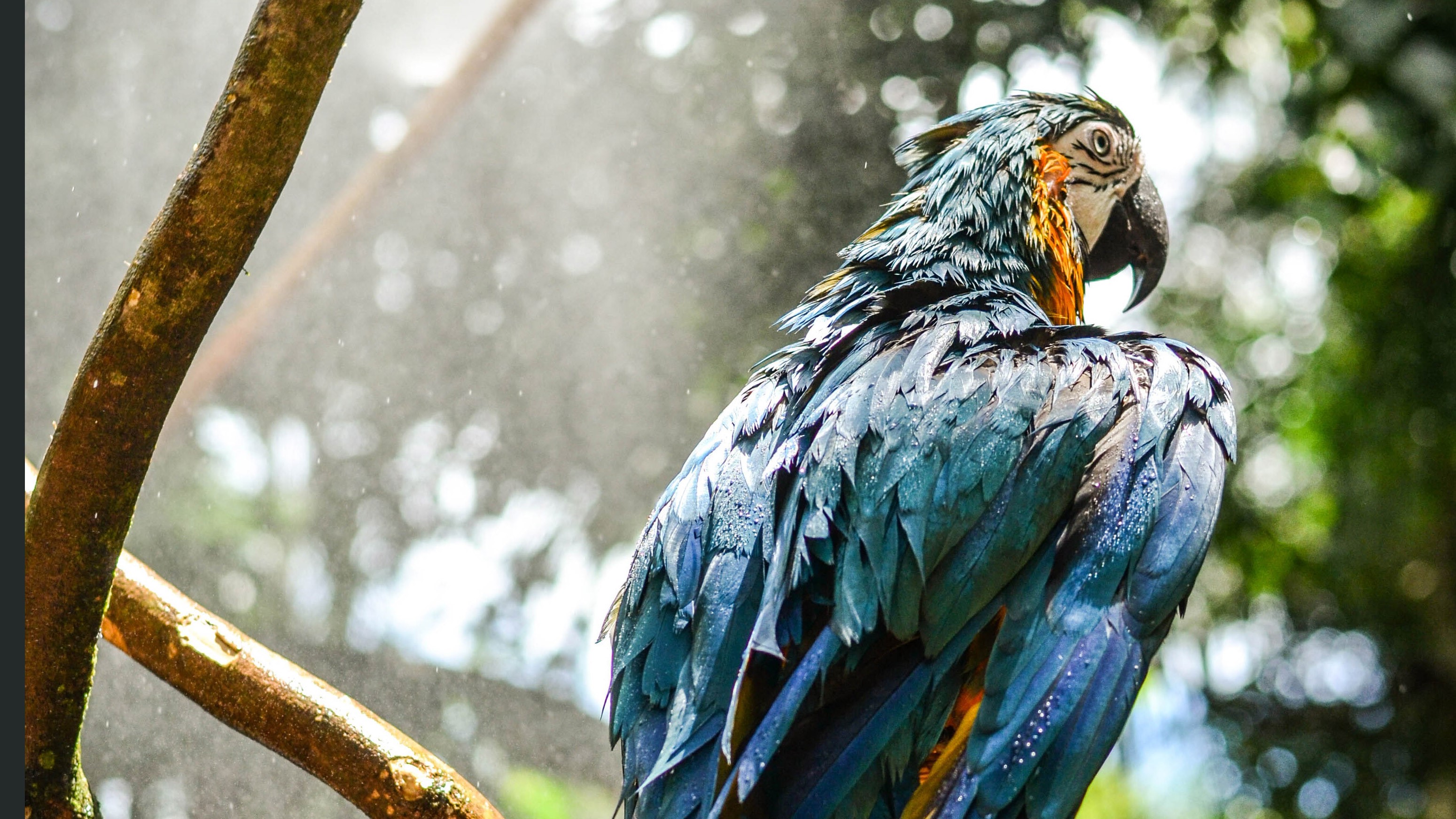 macaw, parrot, birds, hd, HD Wallpaper