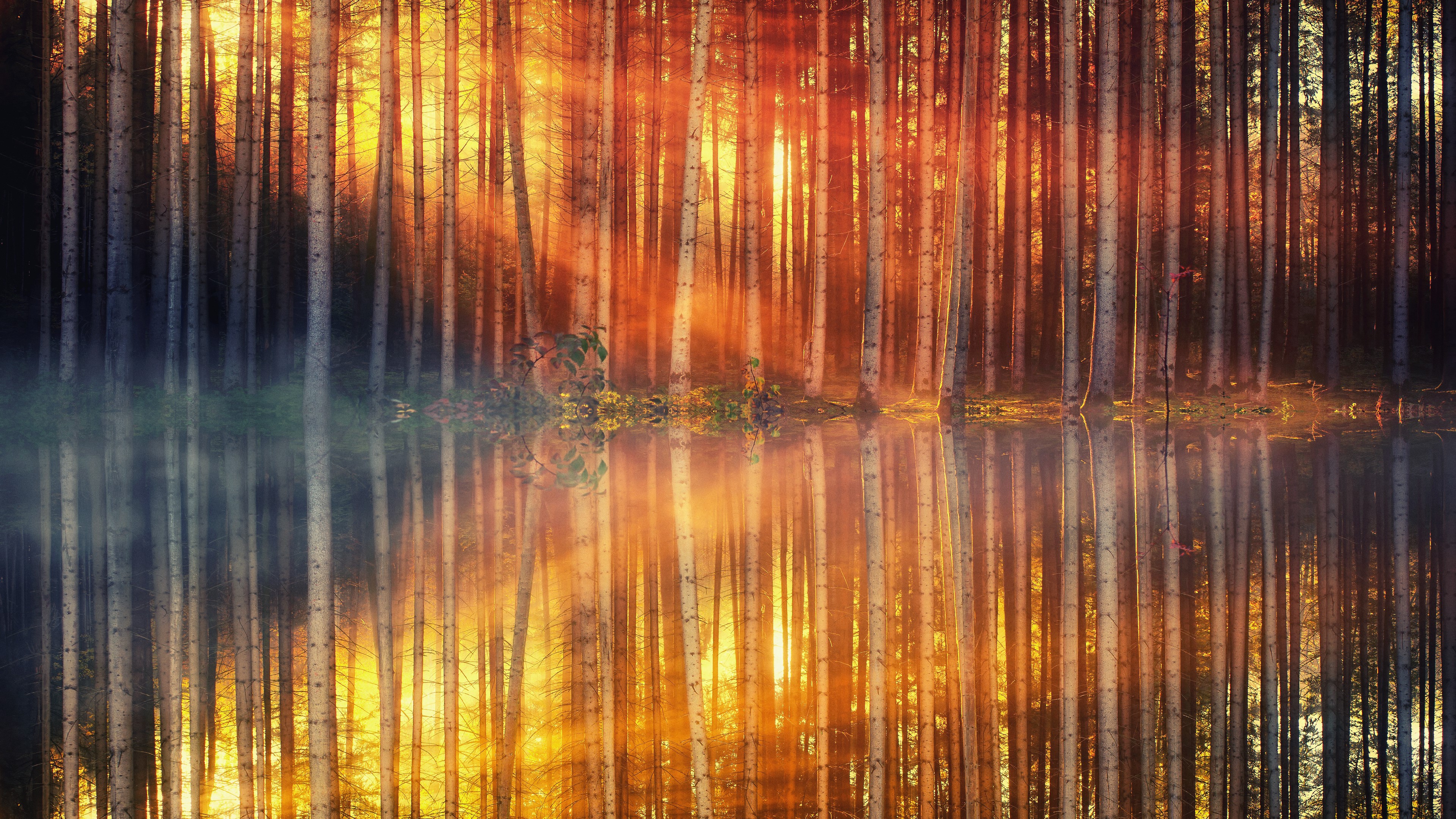 lake, forest, nature, hd, 4k, reflection, HD Wallpaper
