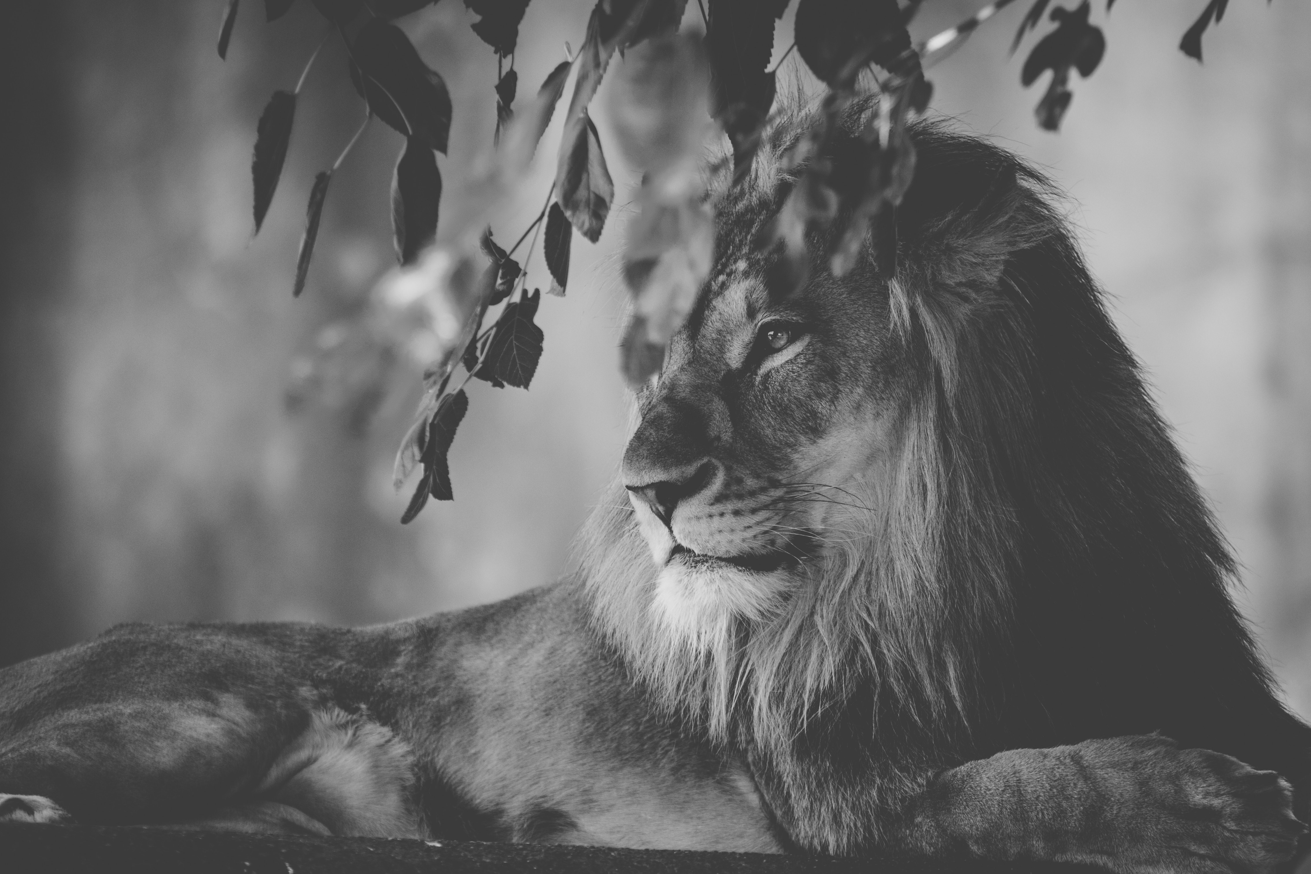 lion, animals, hd, monochrome, 4k, 5k, HD Wallpaper