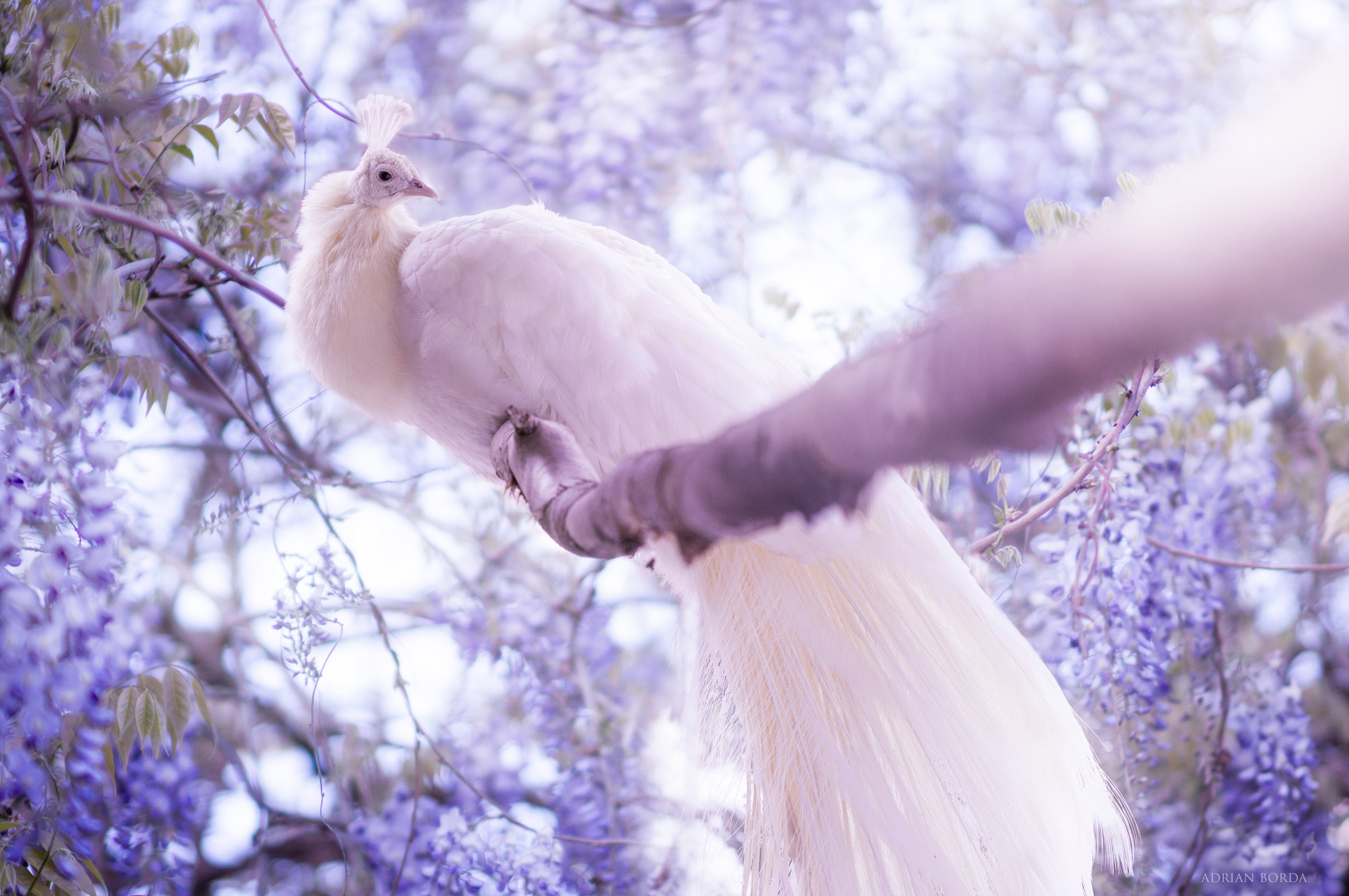 peacocks, birds, hd, deviantart, HD Wallpaper
