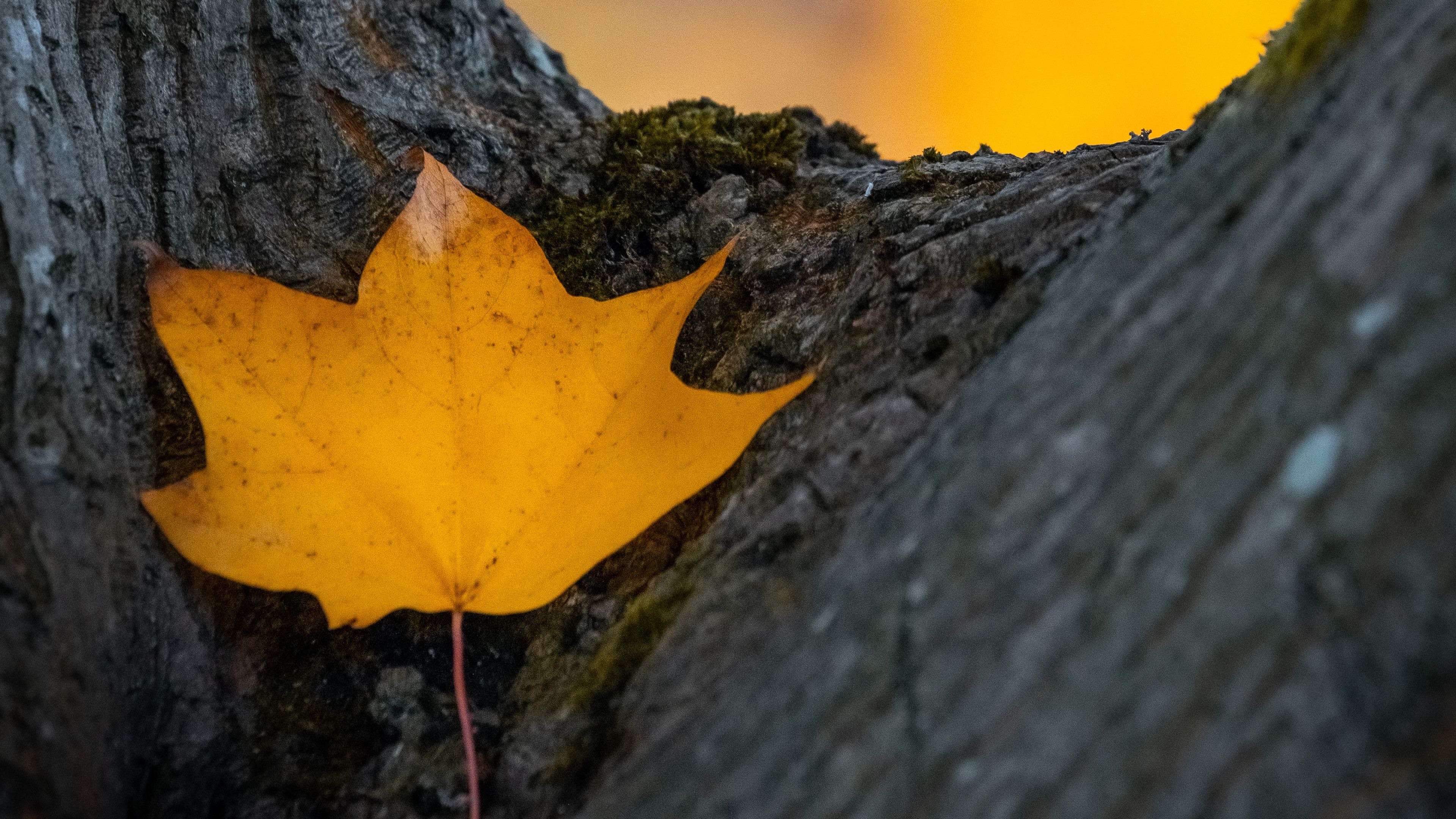leaf, yellow, dry, tree, autumn, 4k, HD Wallpaper
