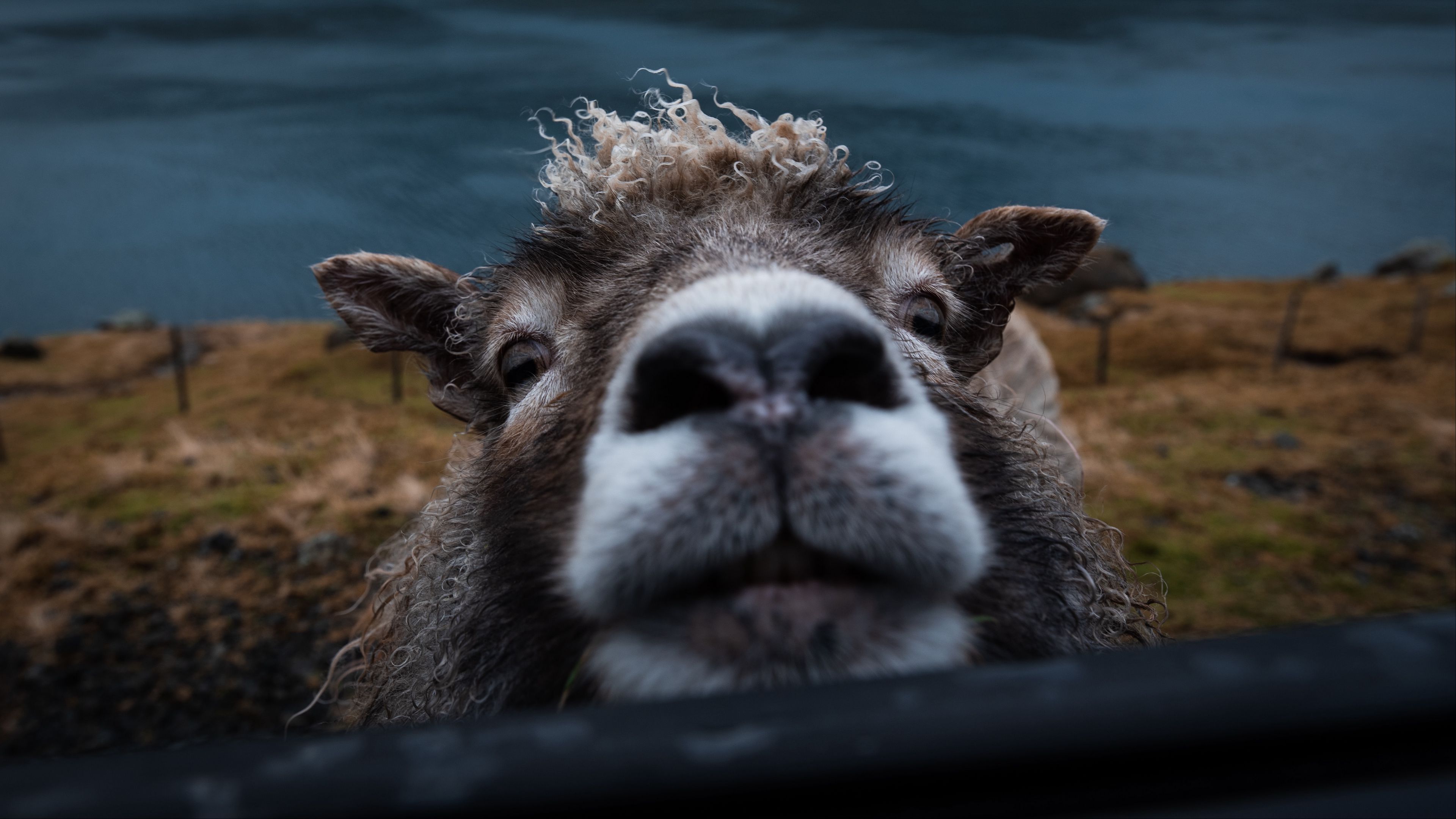 sheep, funny, animal, cute, peeking, 4k, HD Wallpaper