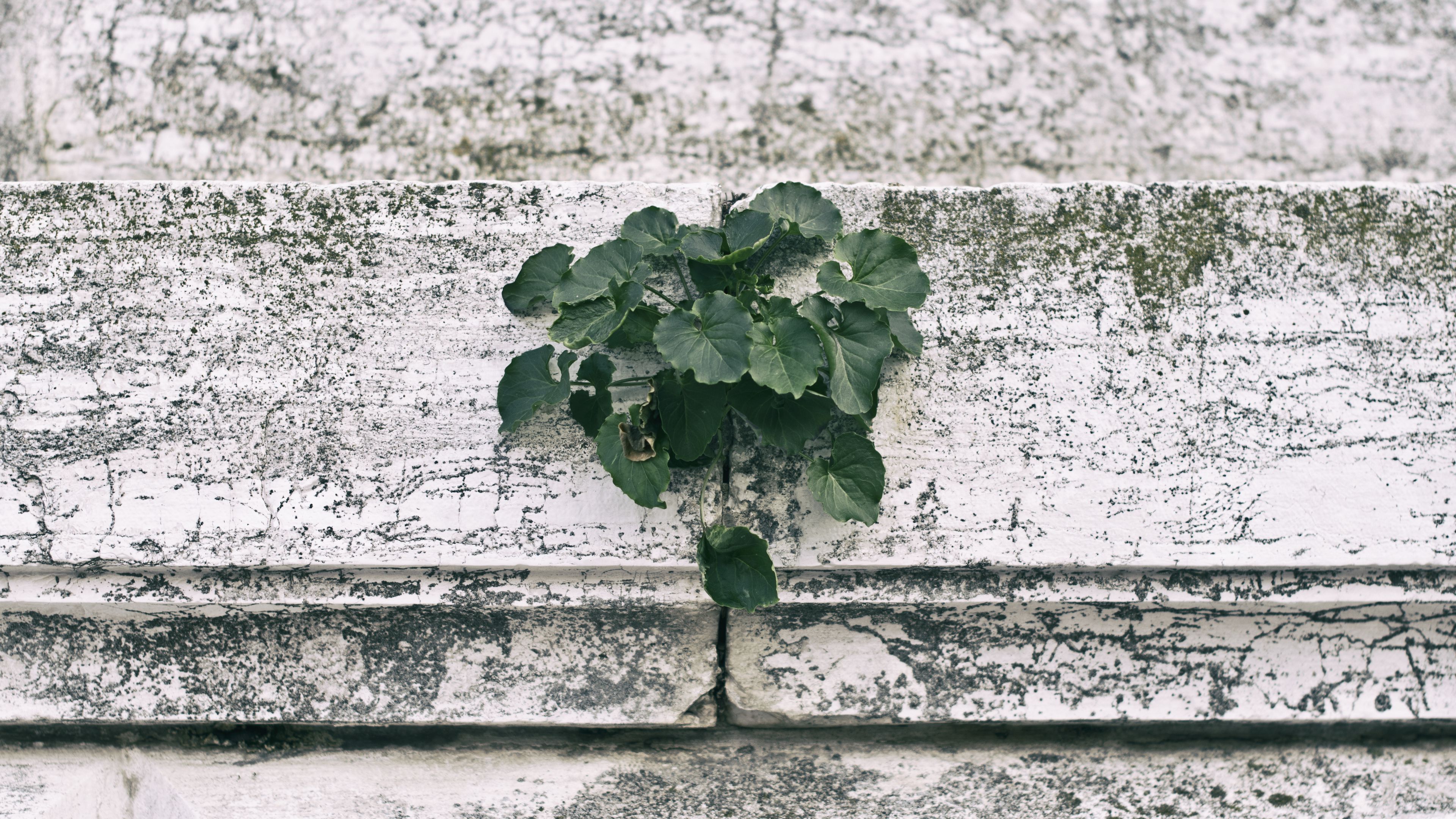 wall, plant, green, leaves, 4k, HD Wallpaper