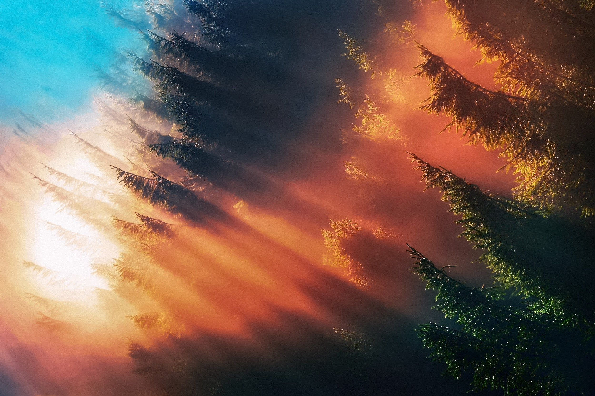 fog, sunbeam, forest, nature, hd, HD Wallpaper