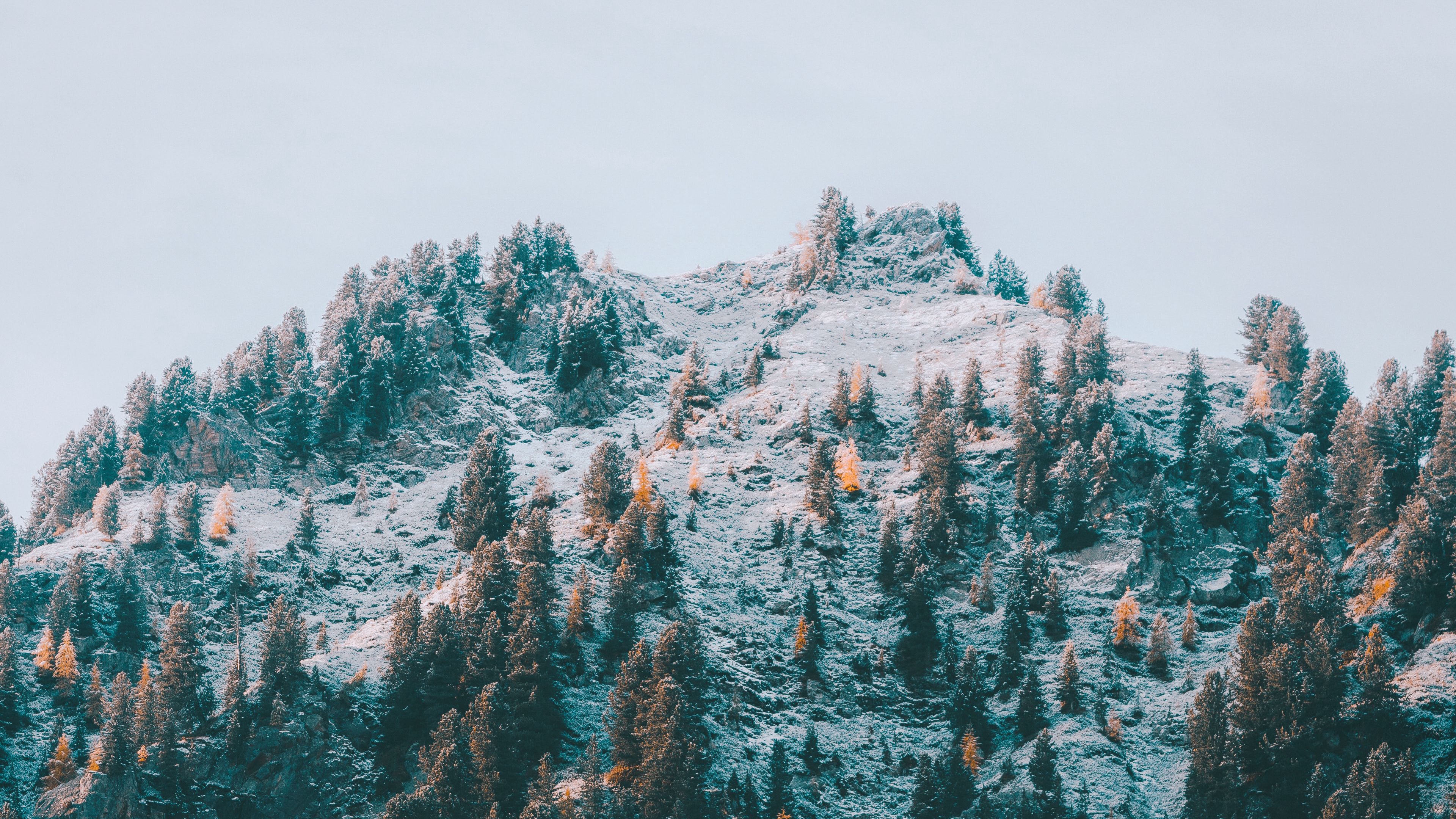 mountain, slope, trees, snow, landscape, 4k, HD Wallpaper
