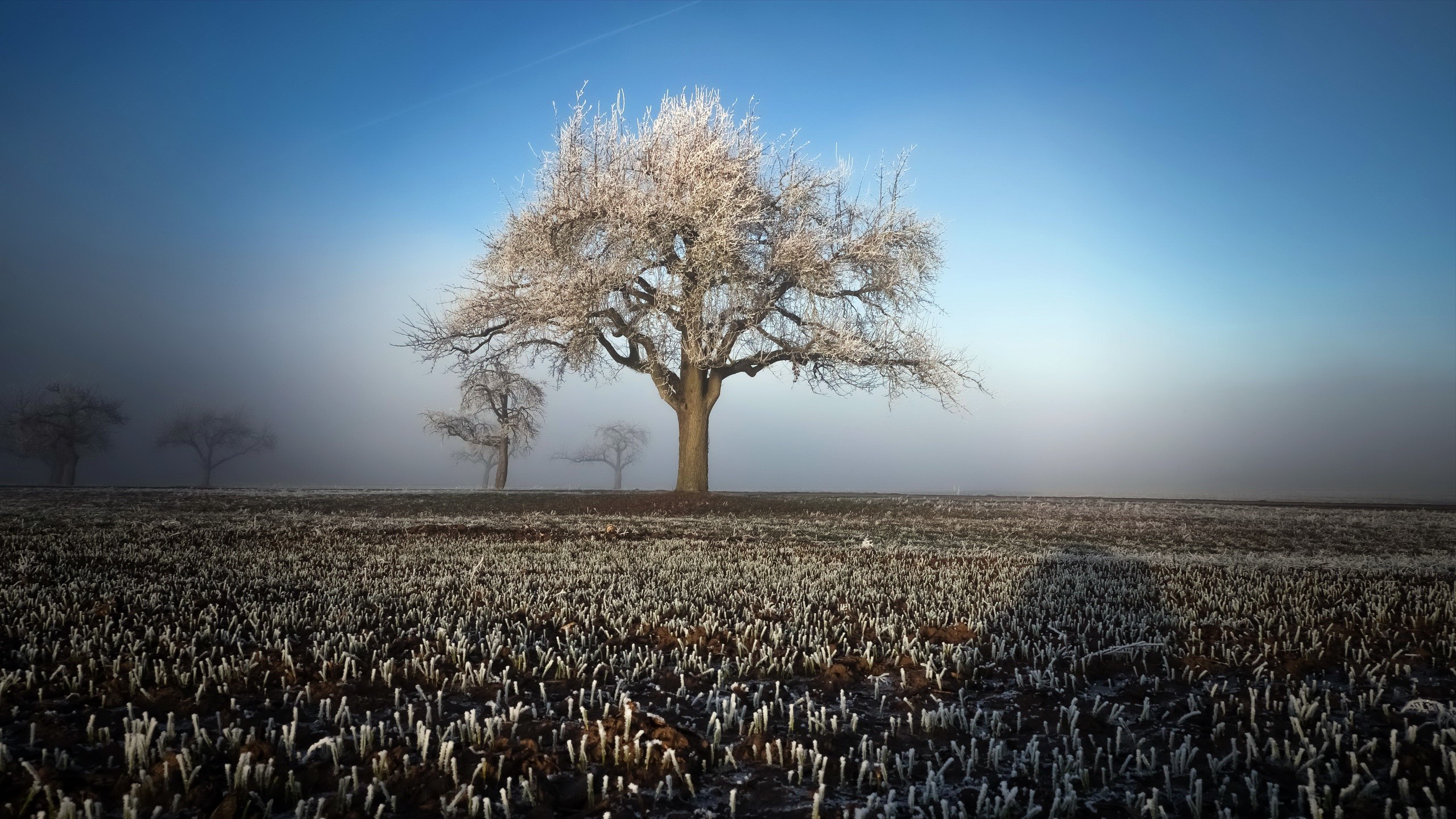 winter, landscape, trees, nature, hd, HD Wallpaper