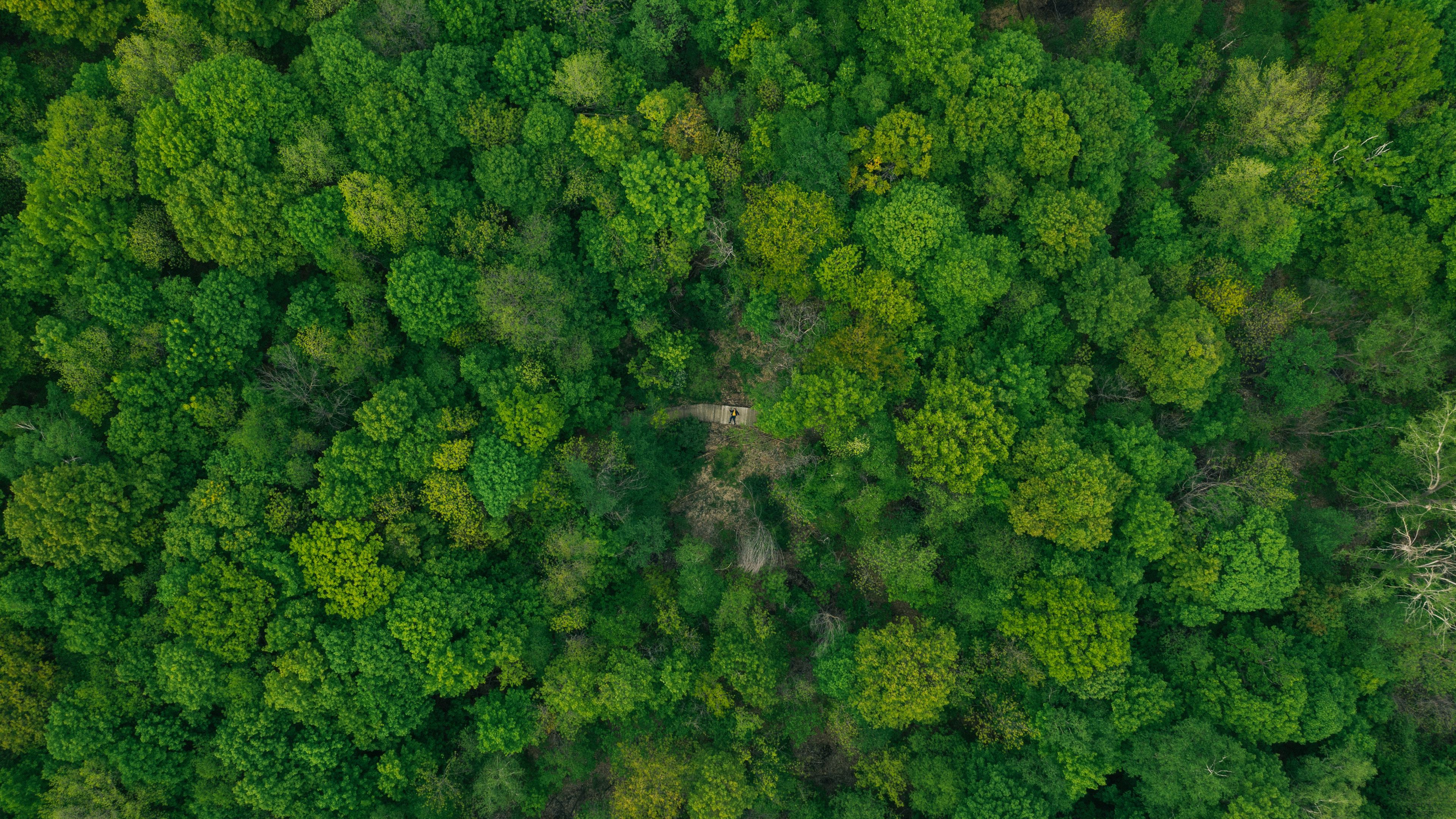 forest, aerial view, green, trees, treetops, 4k, HD Wallpaper