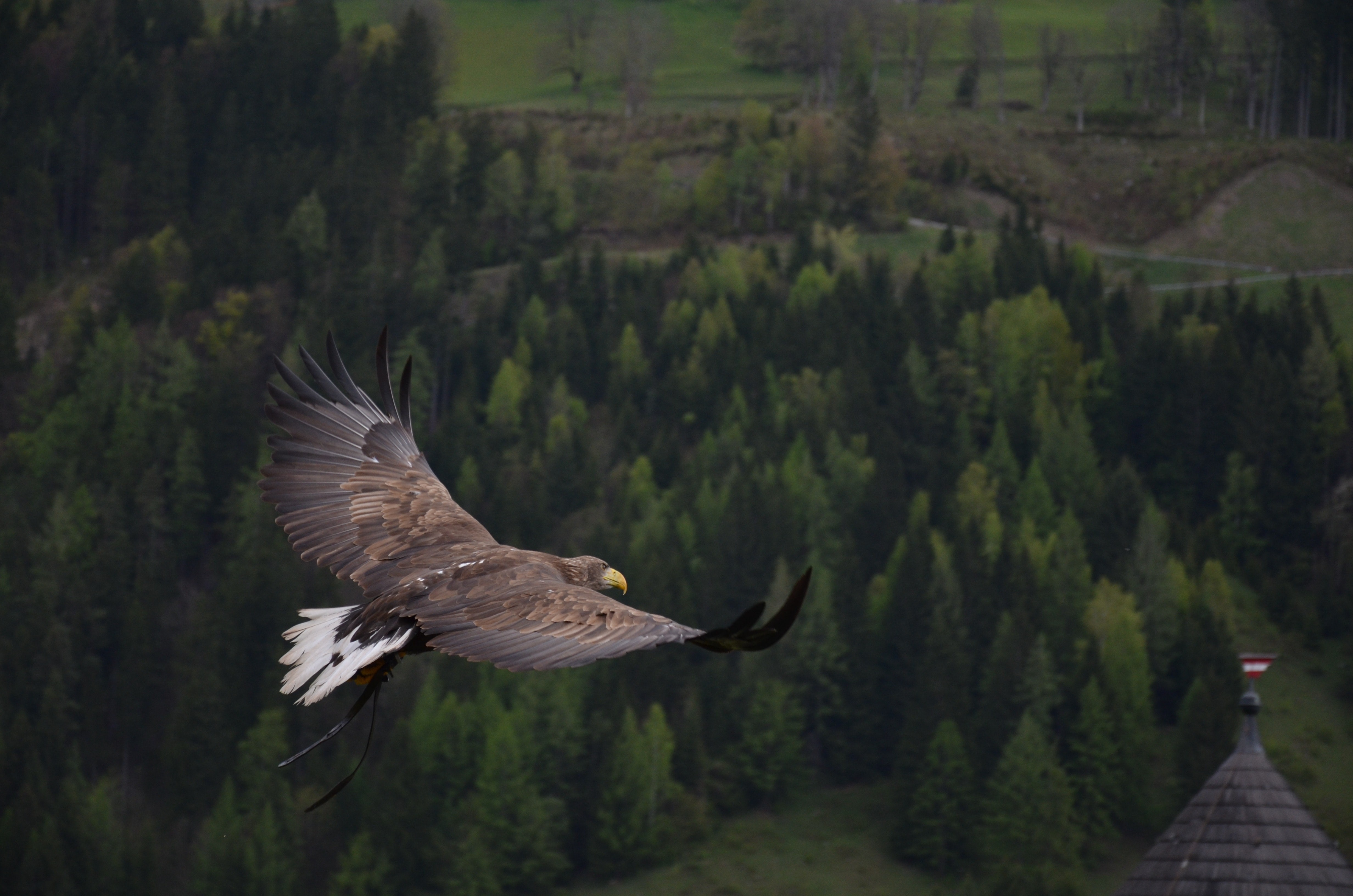 hawk, birds, predator, hd, eagle, HD Wallpaper