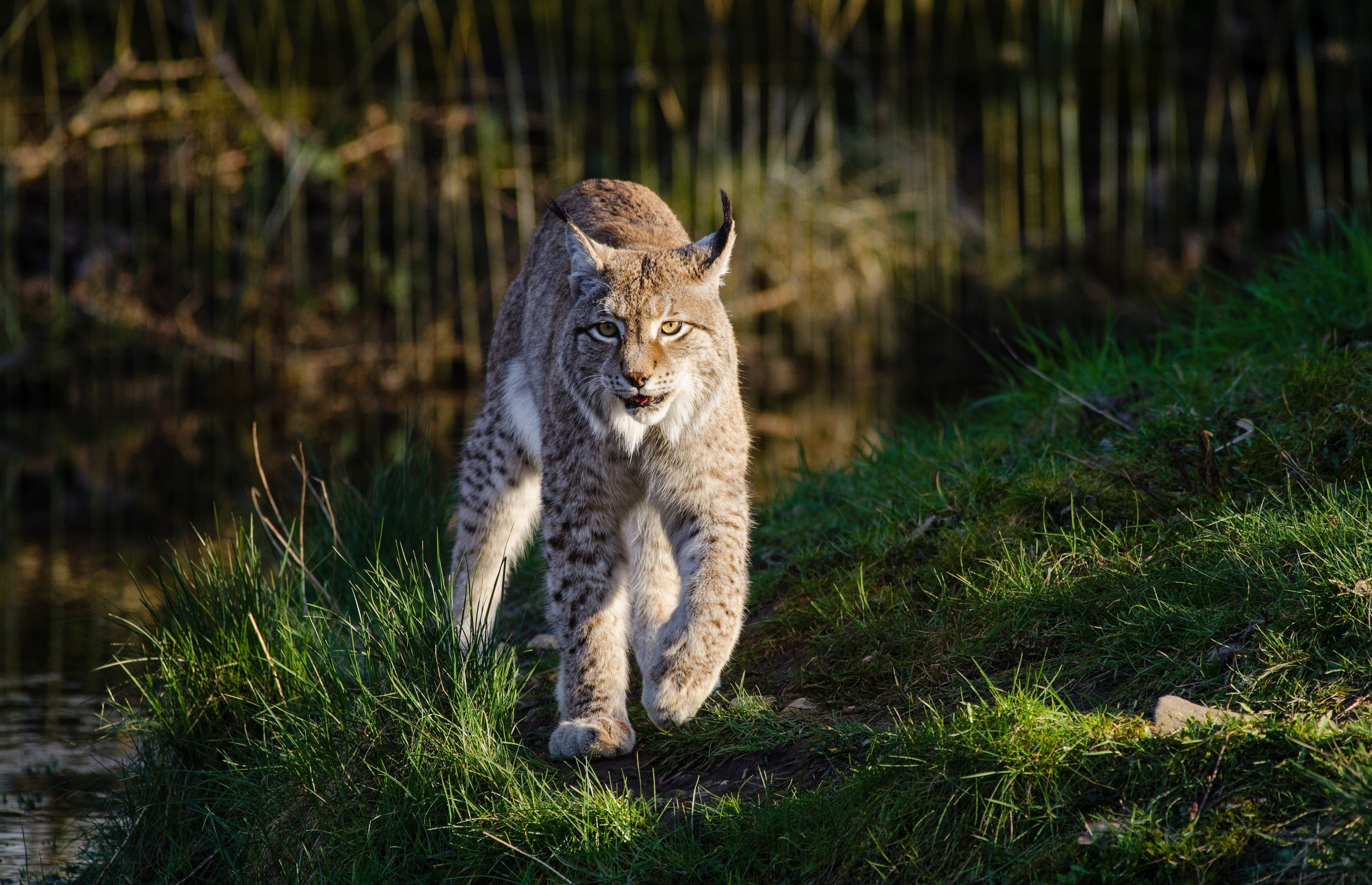 lynx, animals, hd, HD Wallpaper