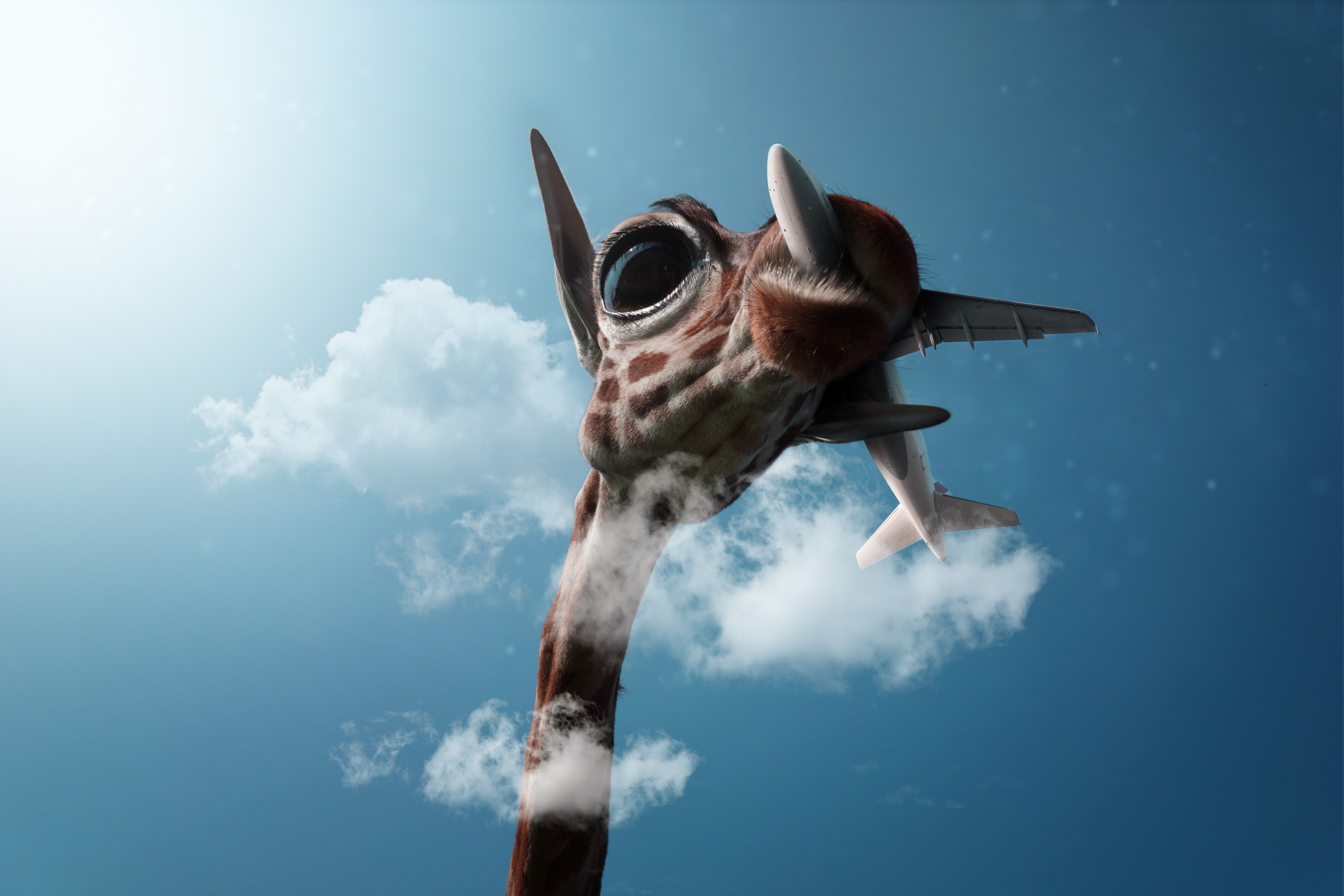 giraffe, plane, photography, hd, 4k, 5k, HD Wallpaper